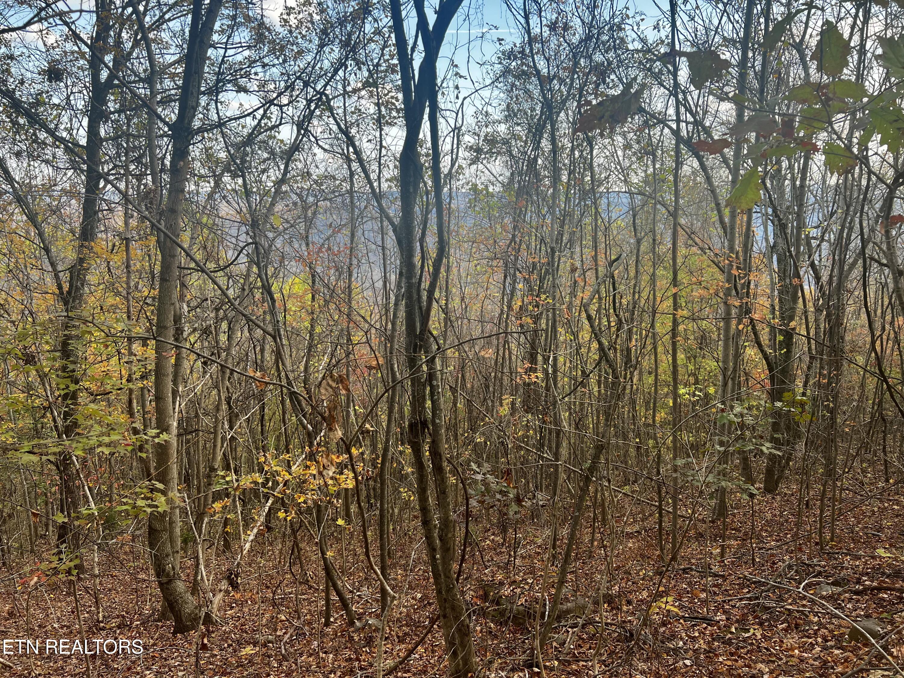Norris Lake Real Estate - Image# 37