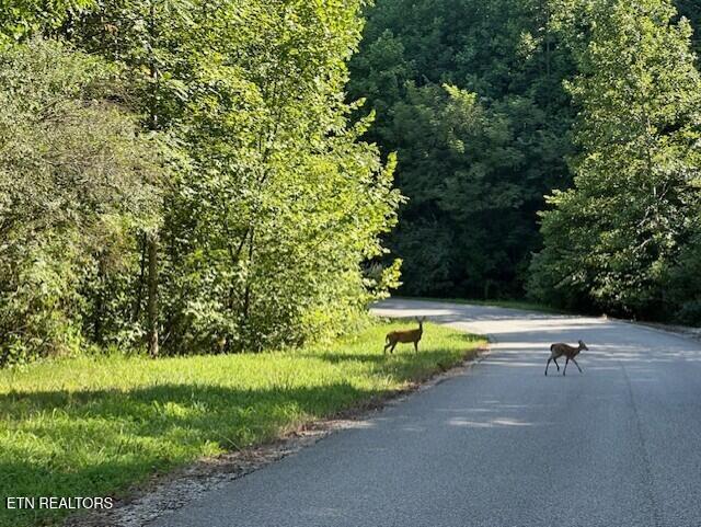 Norris Lake Real Estate - Image# 33