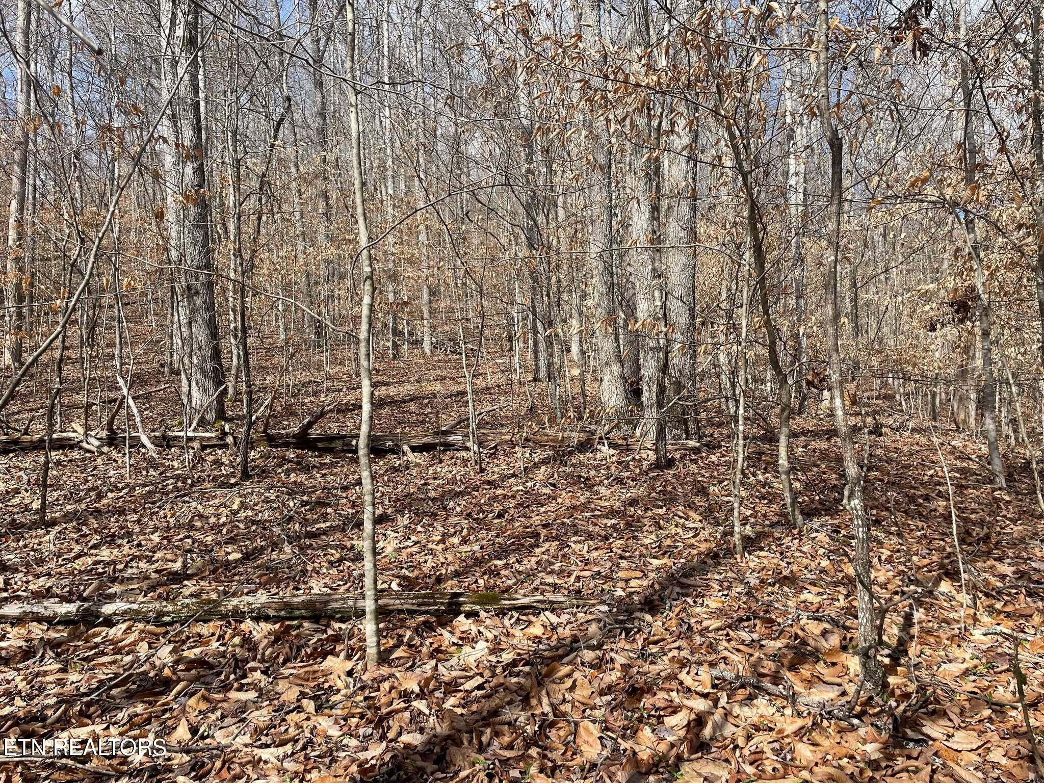 Norris Lake Real Estate - Image# 19