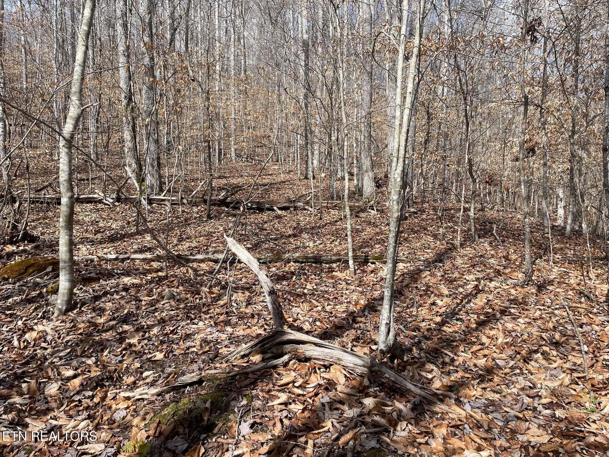 Norris Lake Real Estate - Image# 20