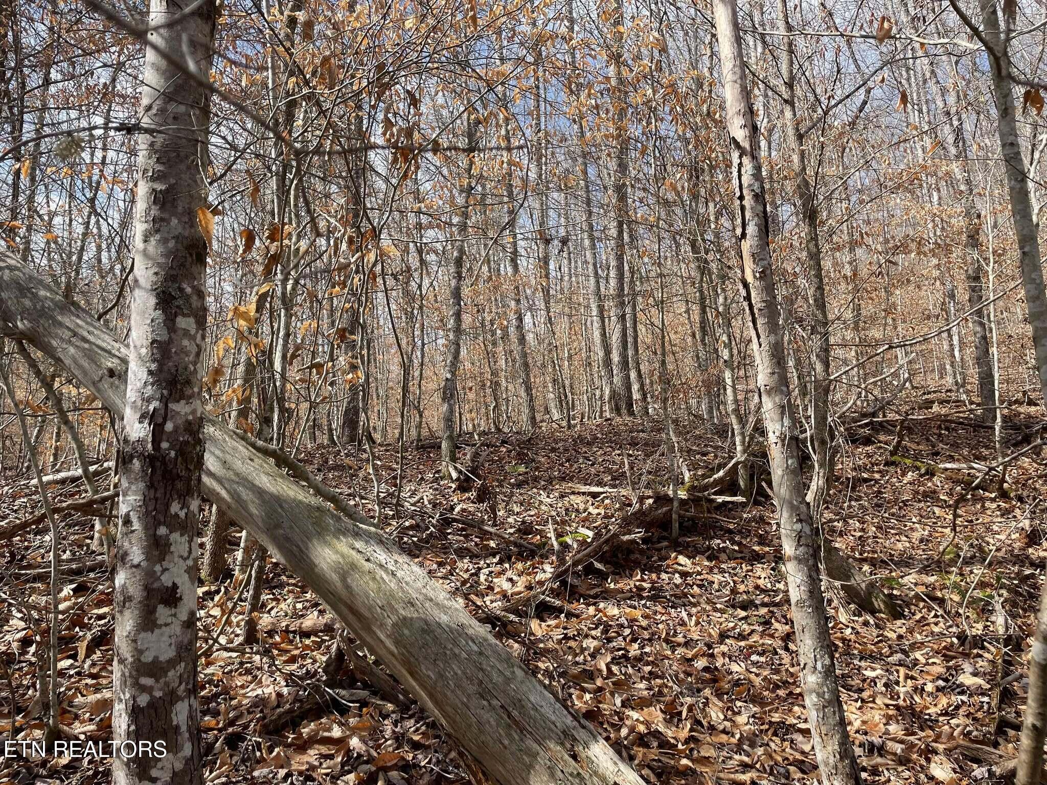 Norris Lake Real Estate - Image# 21