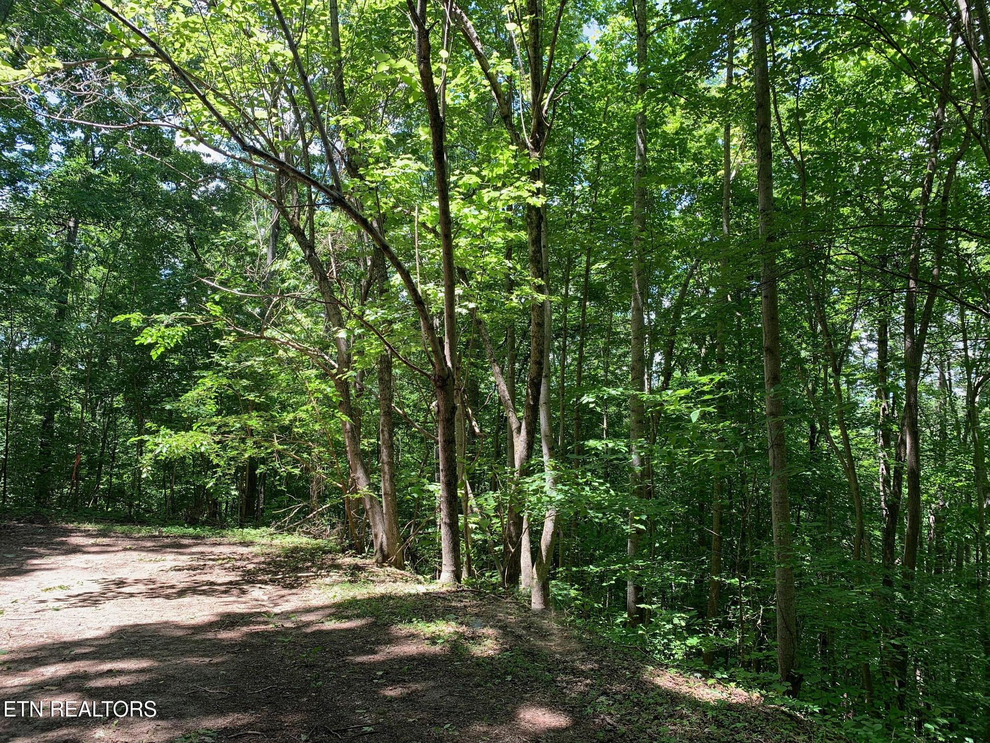 Norris Lake Real Estate - Image# 6