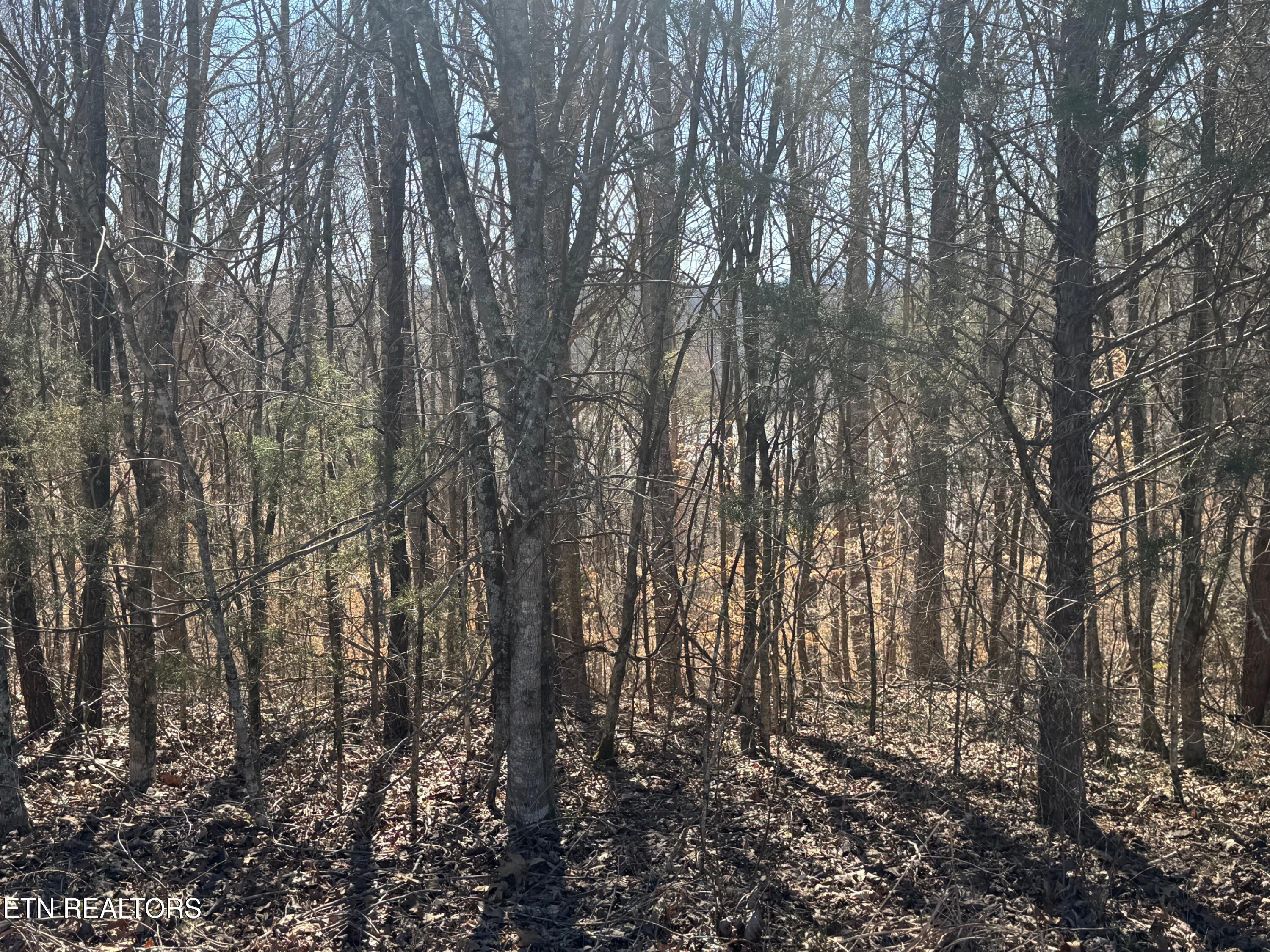 LOT 71 Saddle Ridge Drive, Speedwell, TN - Norris Lake Real Estate - Image# 3