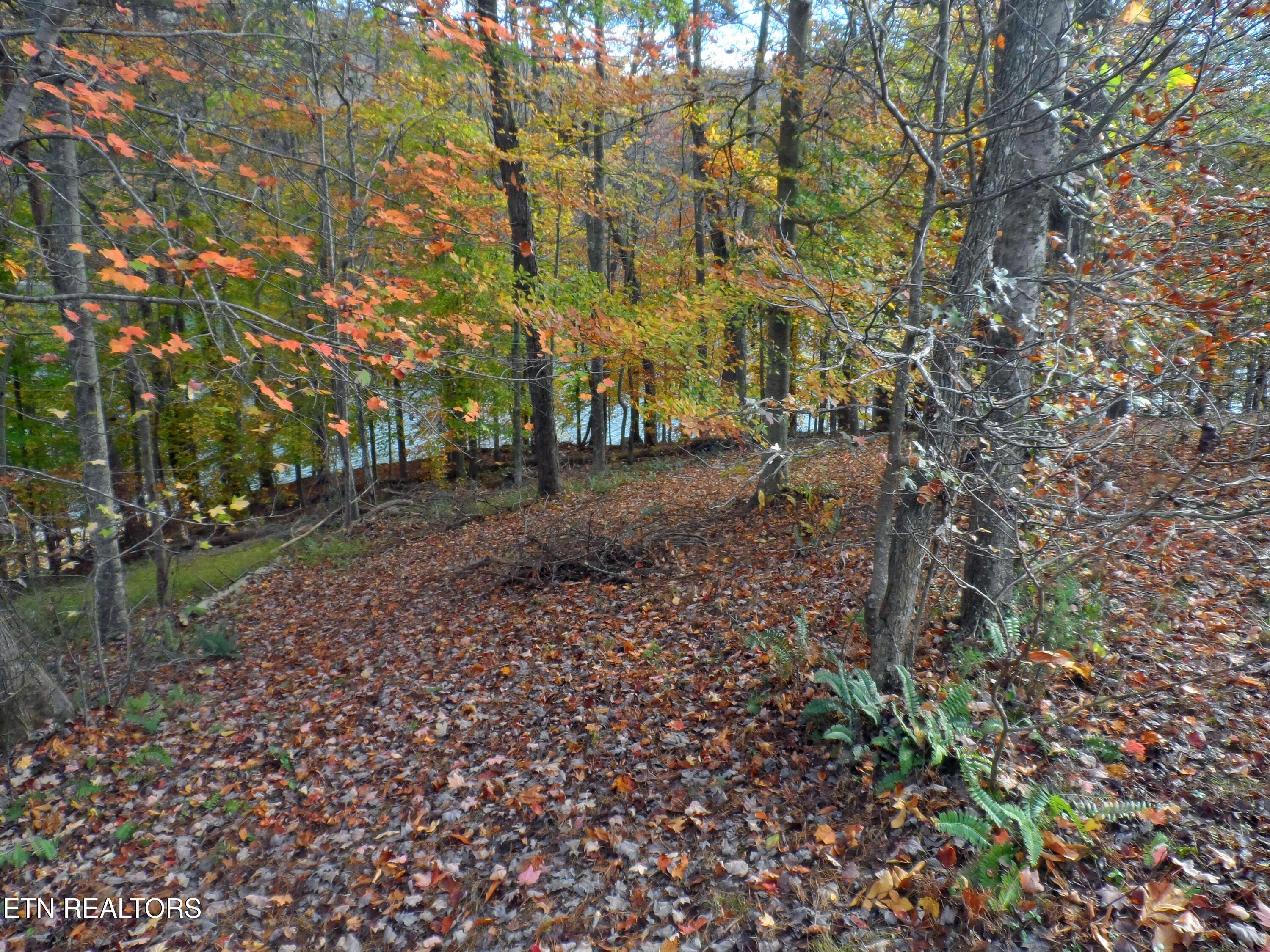 Norris Lake Real Estate - Image# 7