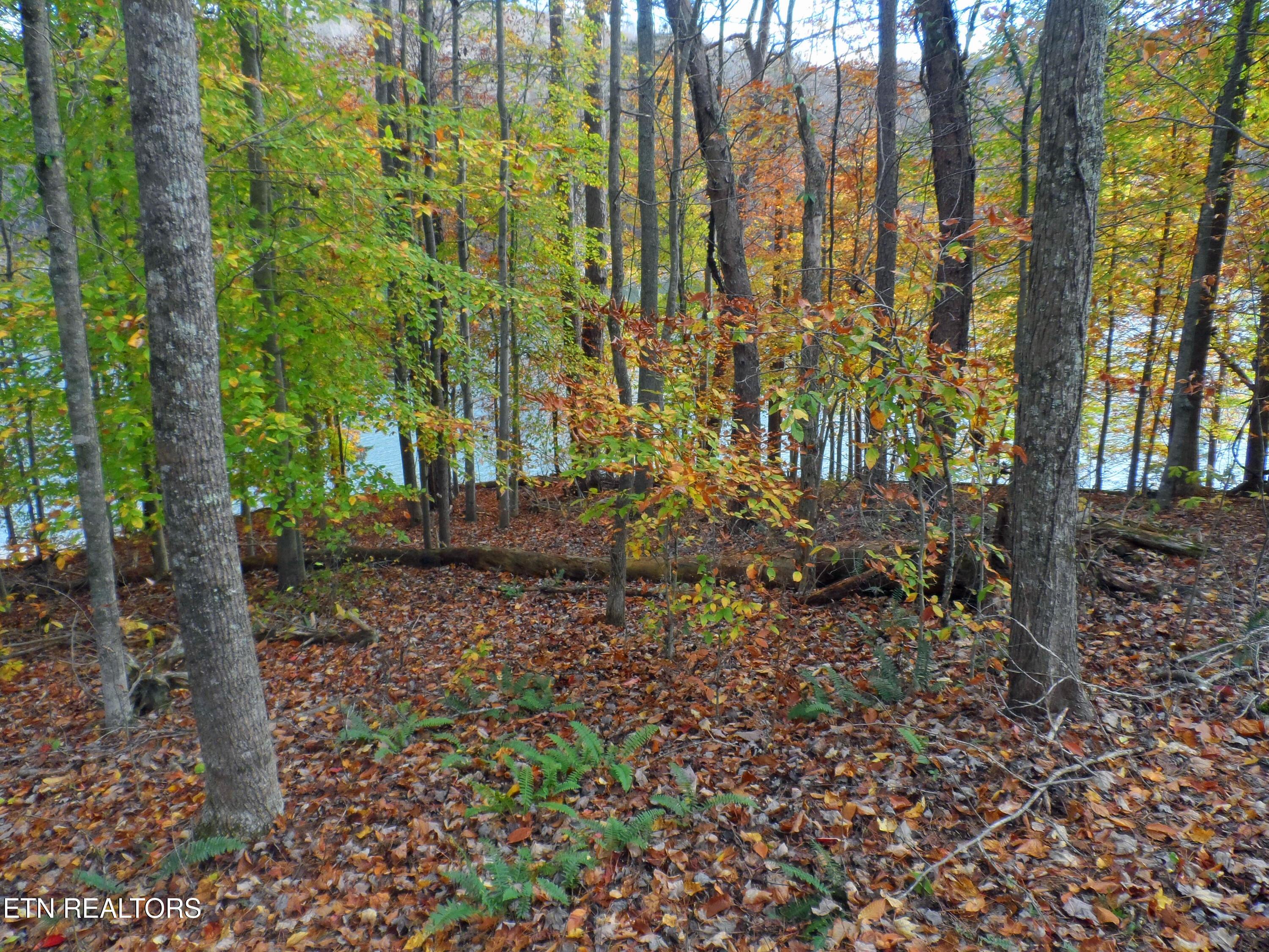 Norris Lake Real Estate - Image# 8
