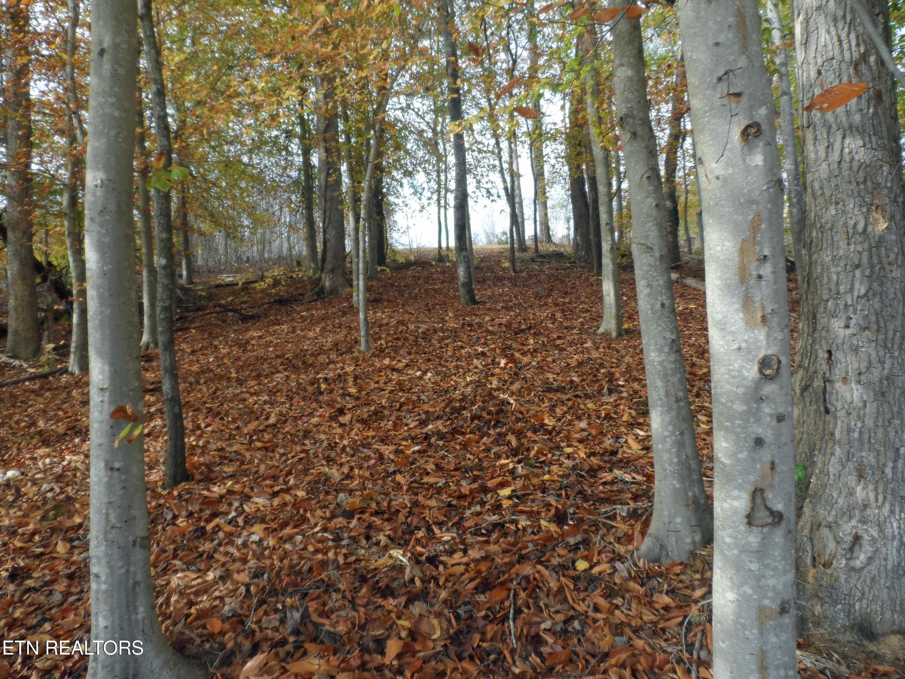 Norris Lake Real Estate - Image# 11