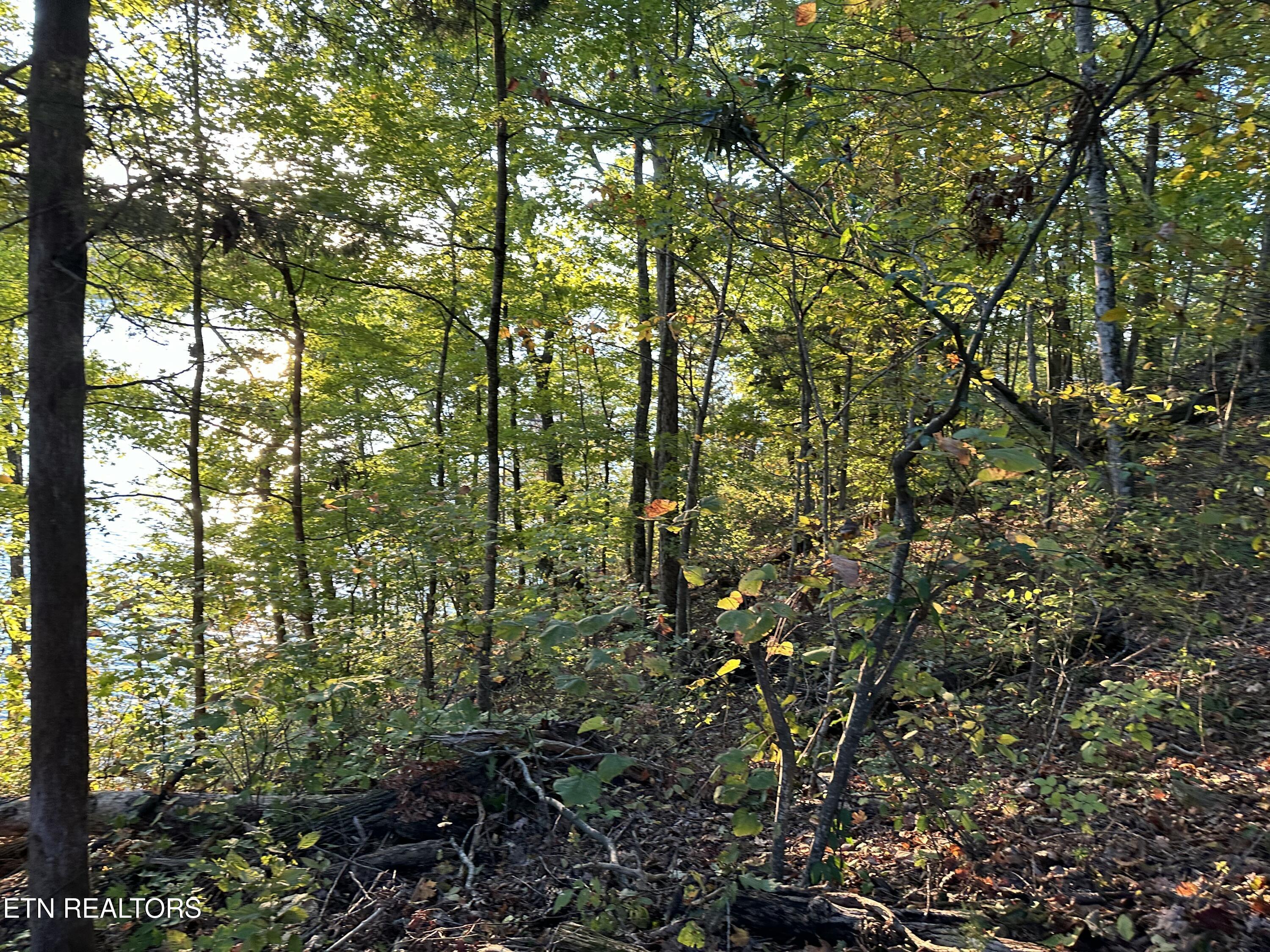 Lot 778 Russell Brothers Rd, Sharps Chapel, TN - Norris Lake Real Estate - Image# 7
