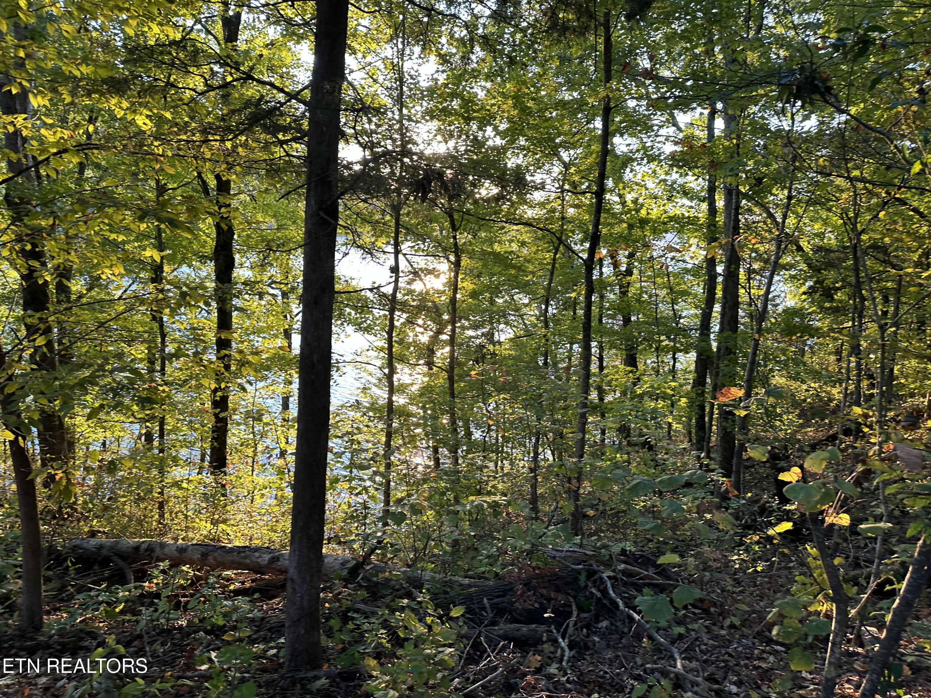 Lot 778 Russell Brothers Rd, Sharps Chapel, TN - Norris Lake Real Estate - Image# 8