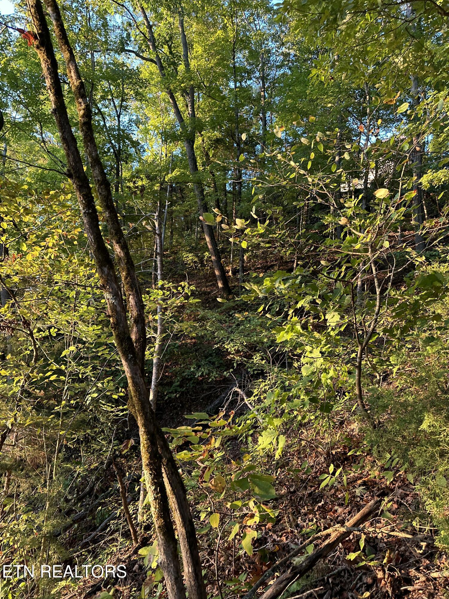 Lot 778 Russell Brothers Rd, Sharps Chapel, TN - Norris Lake Real Estate - Image# 13