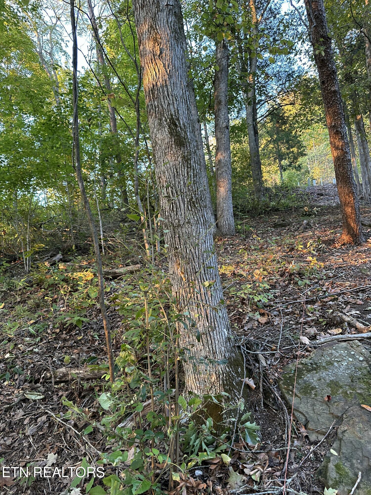 Lot 778 Russell Brothers Rd, Sharps Chapel, TN - Norris Lake Real Estate - Image# 17