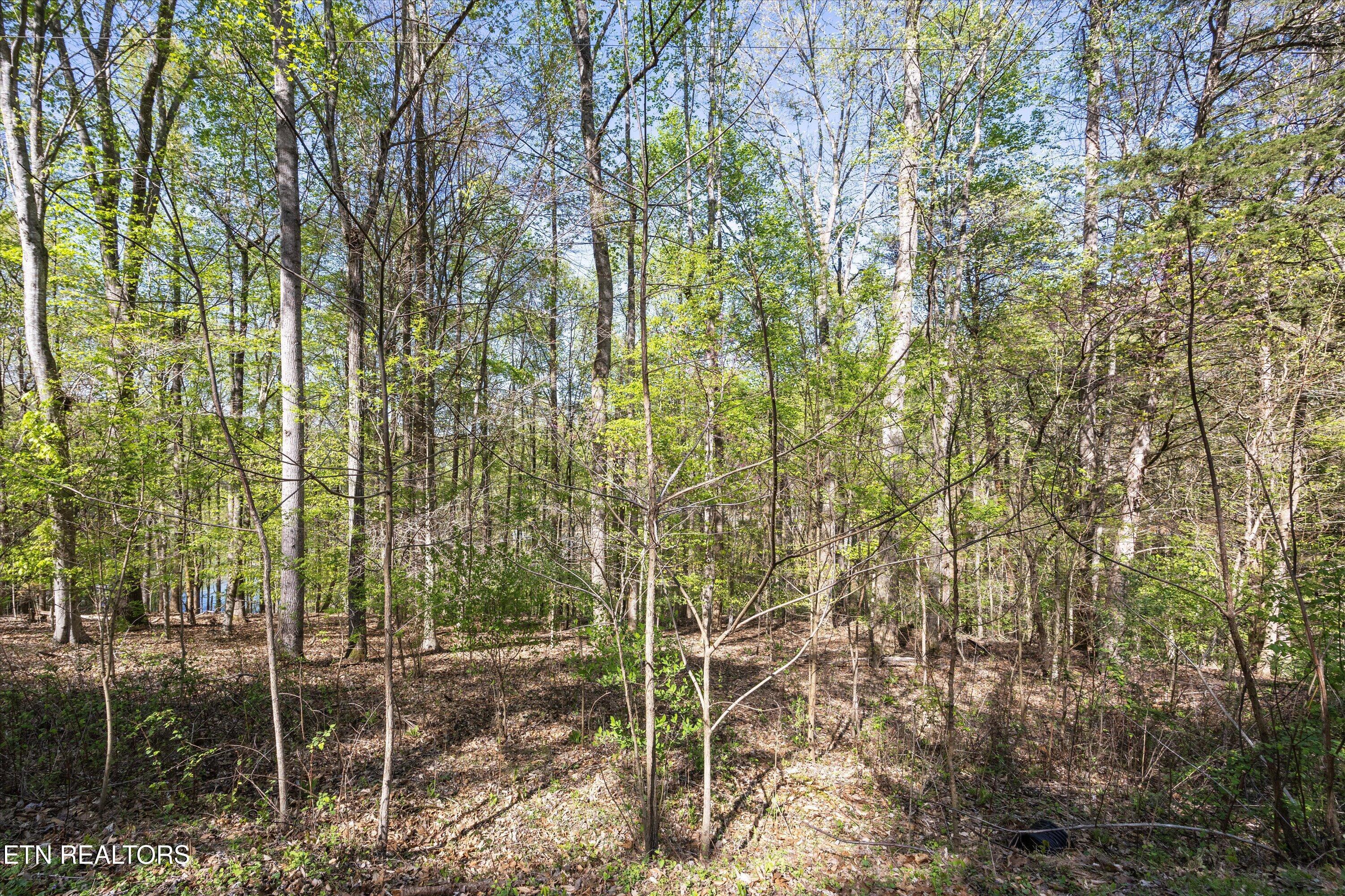 Norris Lake Real Estate - Image# 7