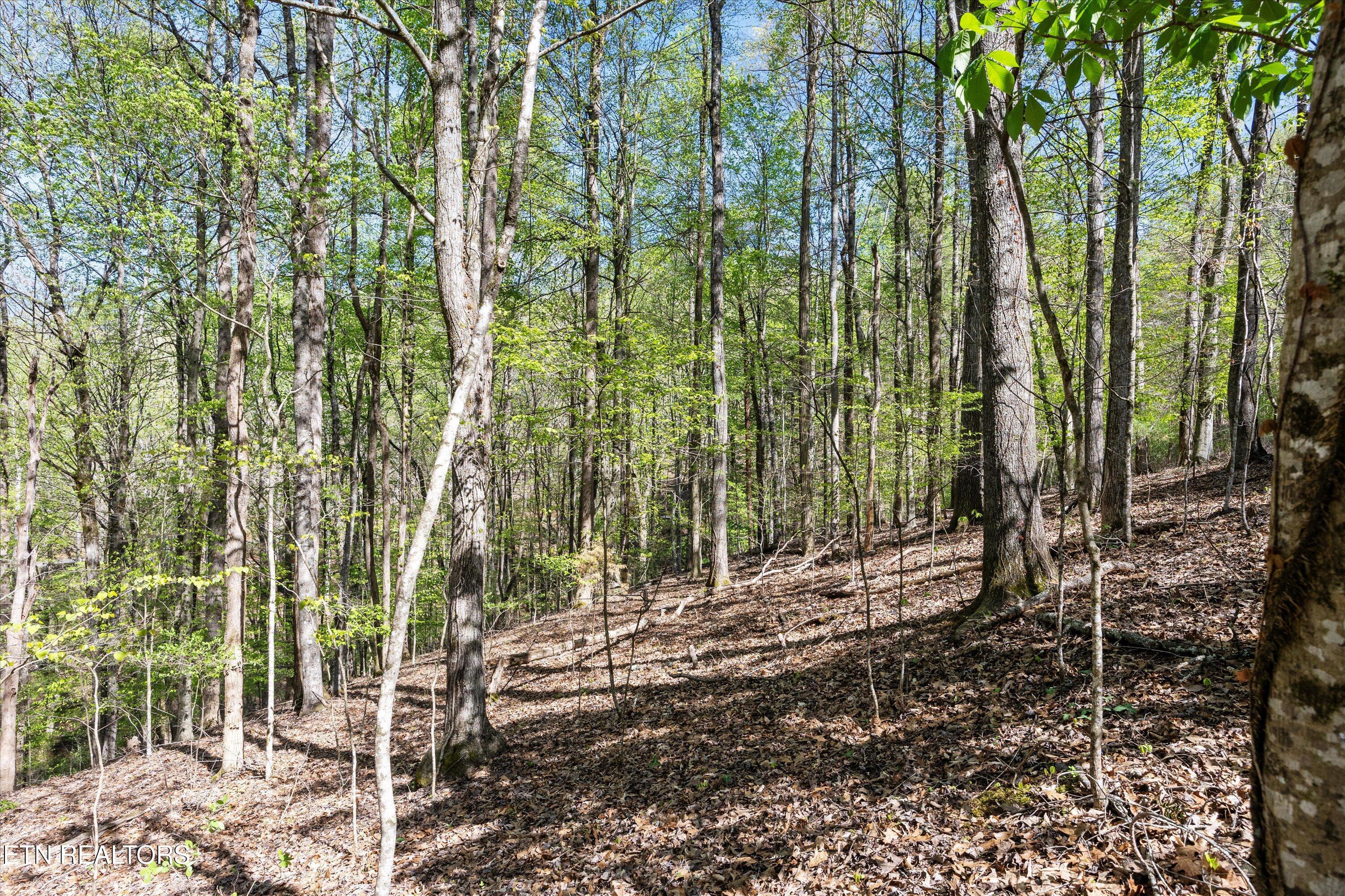 Norris Lake Real Estate - Image# 10