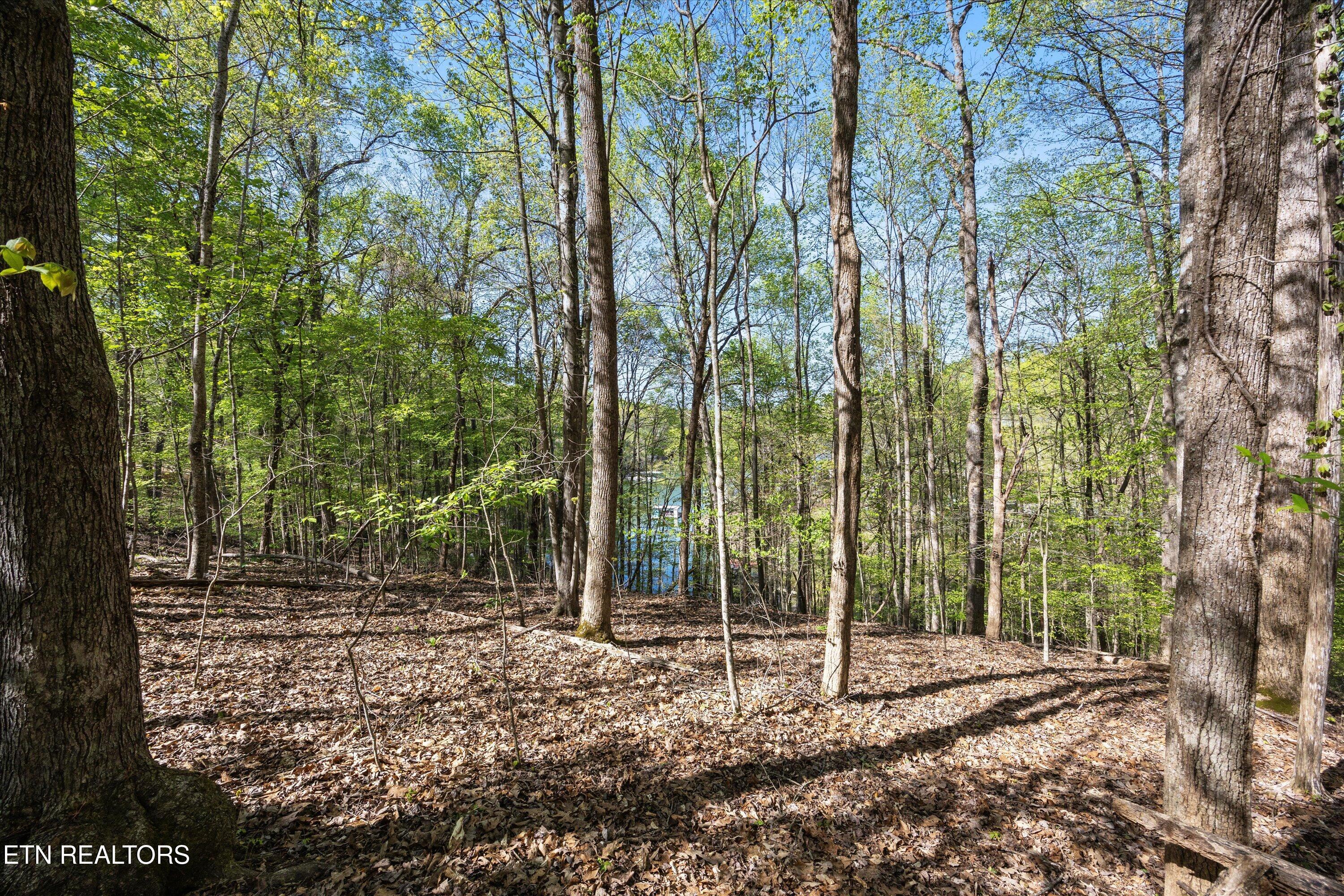 Norris Lake Real Estate - Image# 11
