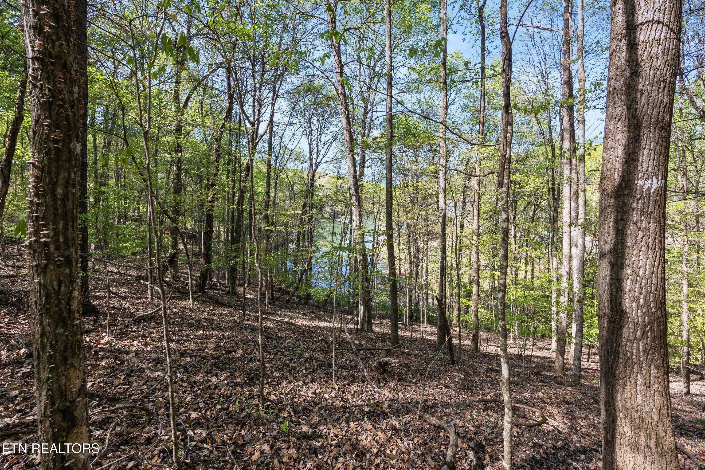 Norris Lake Real Estate - Image# 12