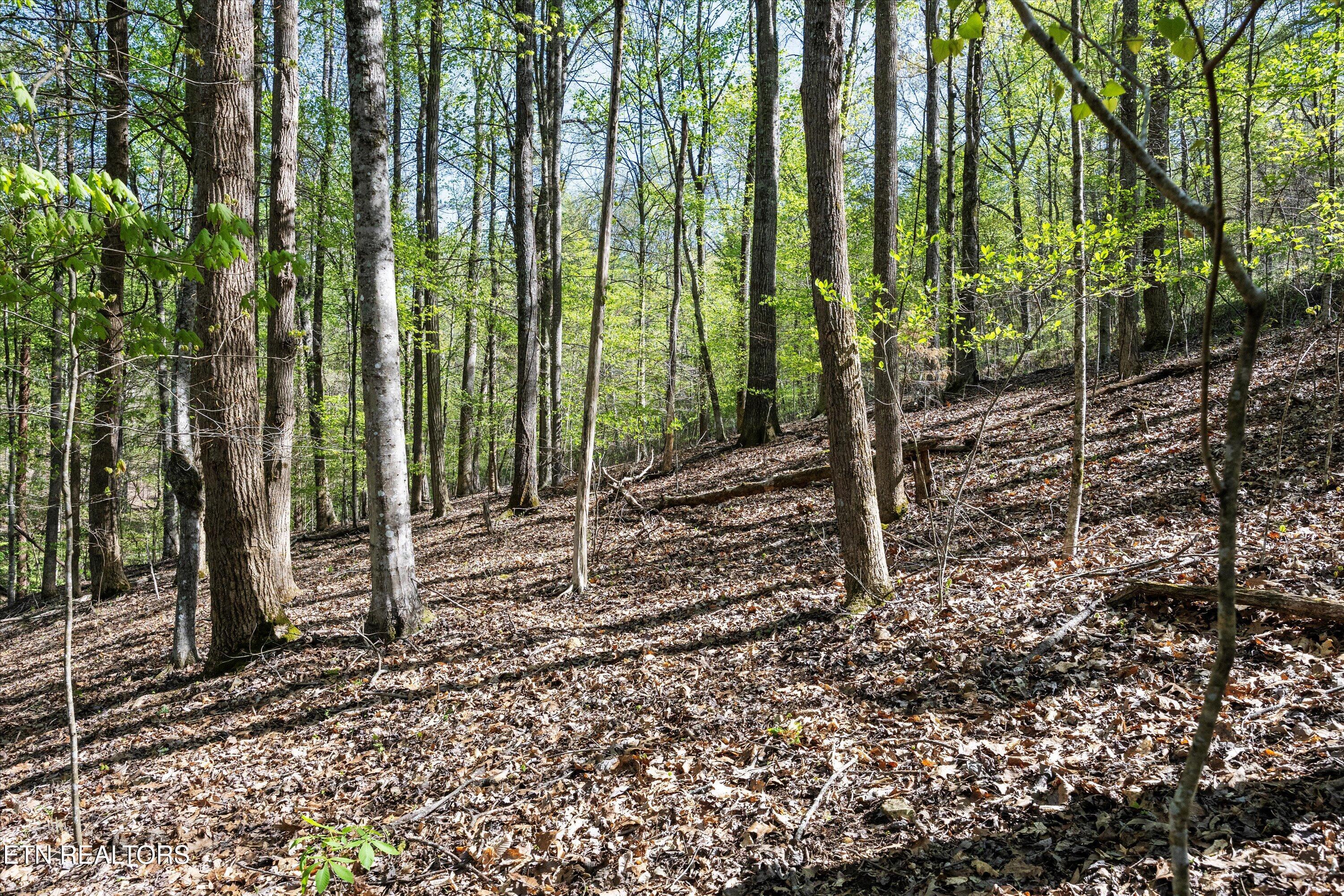 Norris Lake Real Estate - Image# 13