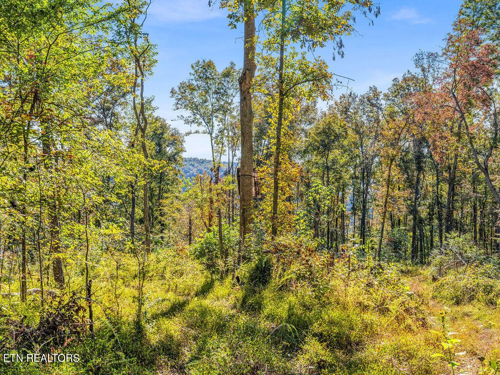 Norris Lake Real Estate - Image# 13