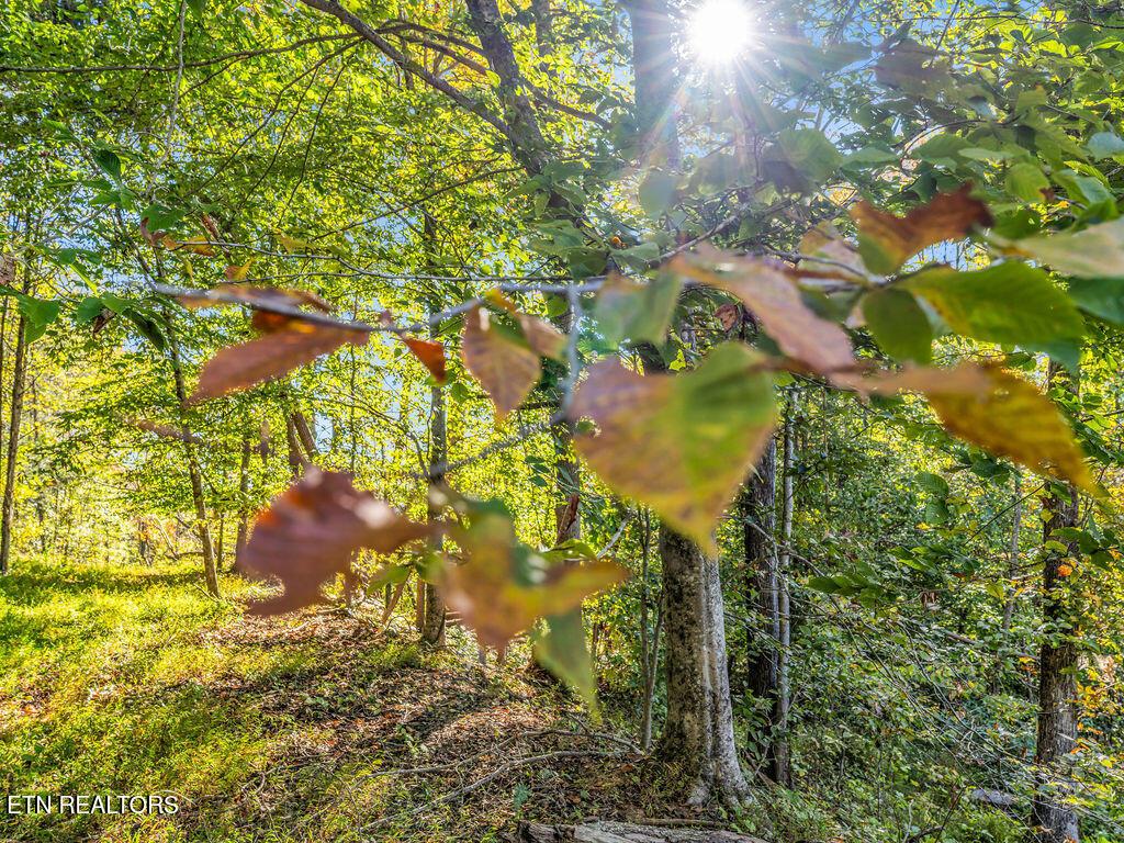 Norris Lake Real Estate - Image# 17
