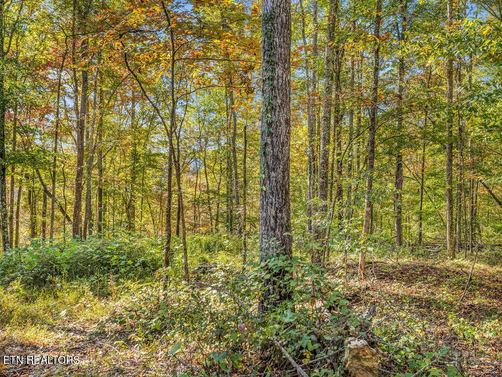 Norris Lake Real Estate - Image# 18
