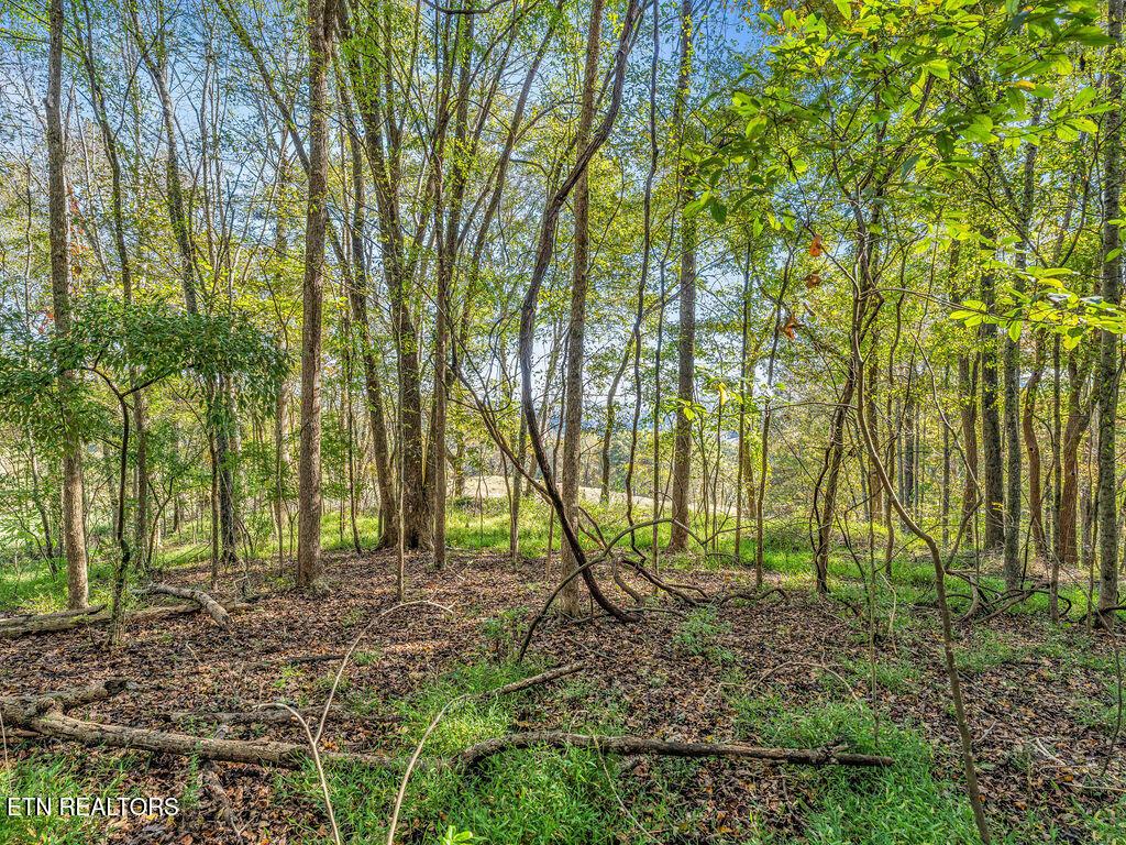 Norris Lake Real Estate - Image# 15