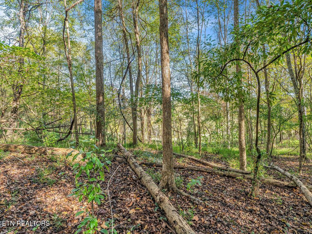 Norris Lake Real Estate - Image# 20