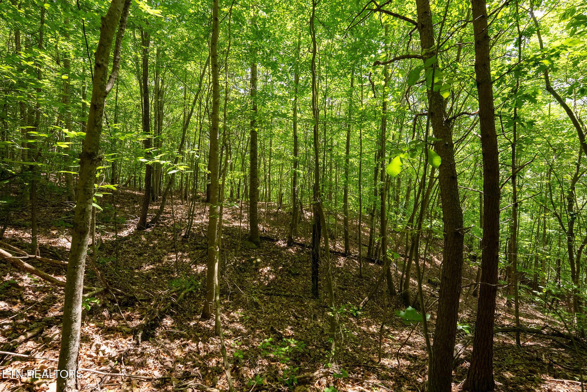 Norris Lake Real Estate - Image# 24