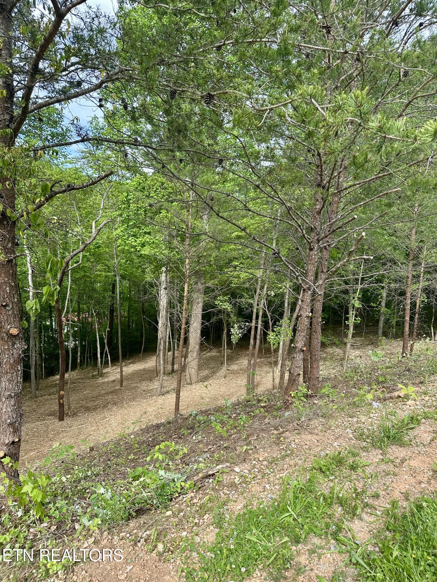 Norris Lake Real Estate - Image# 15