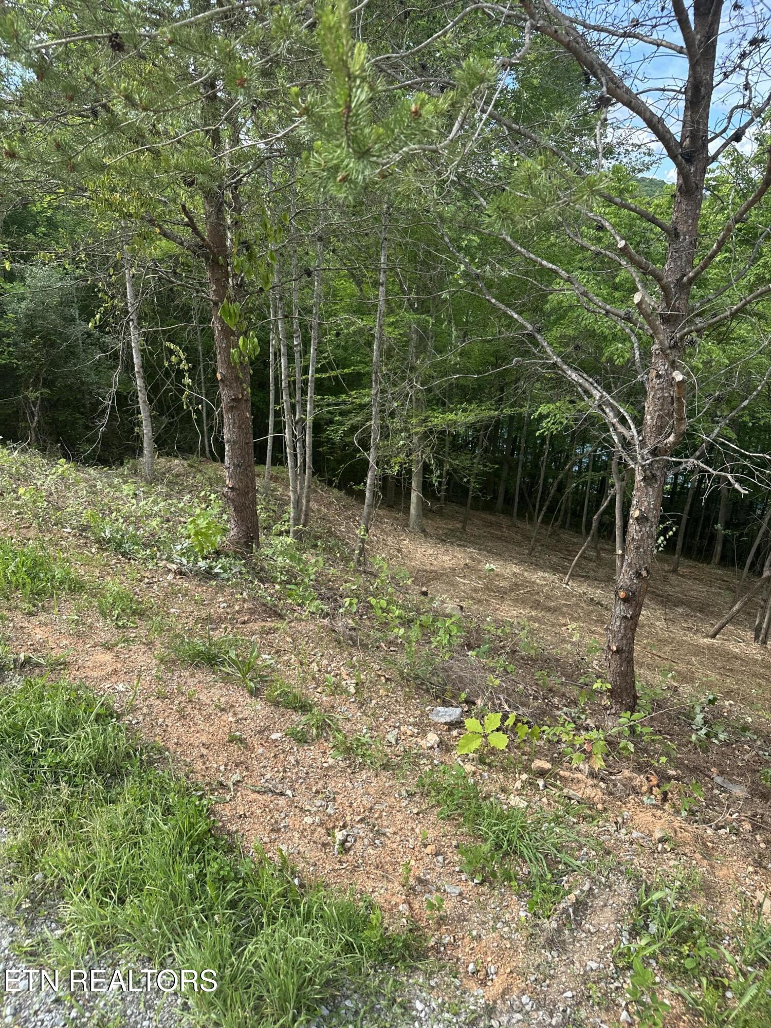 Norris Lake Real Estate - Image# 19