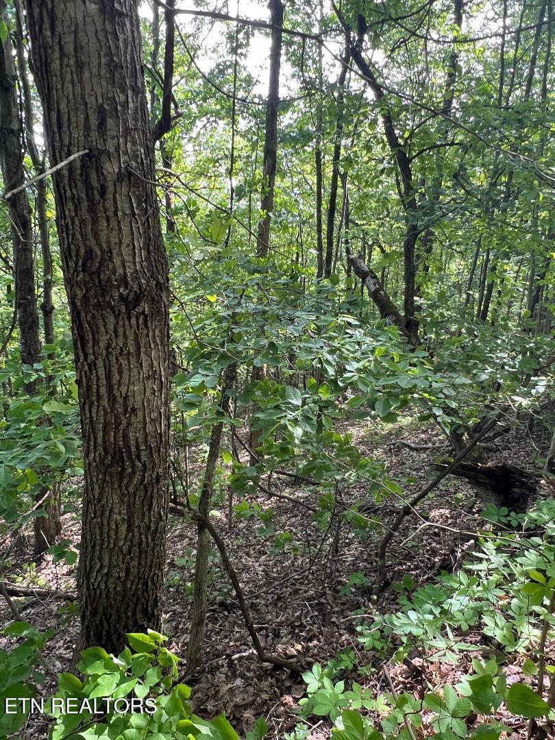 Norris Lake Real Estate - Image# 3