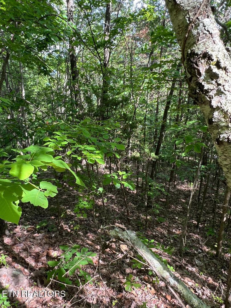 Norris Lake Real Estate - Image# 4