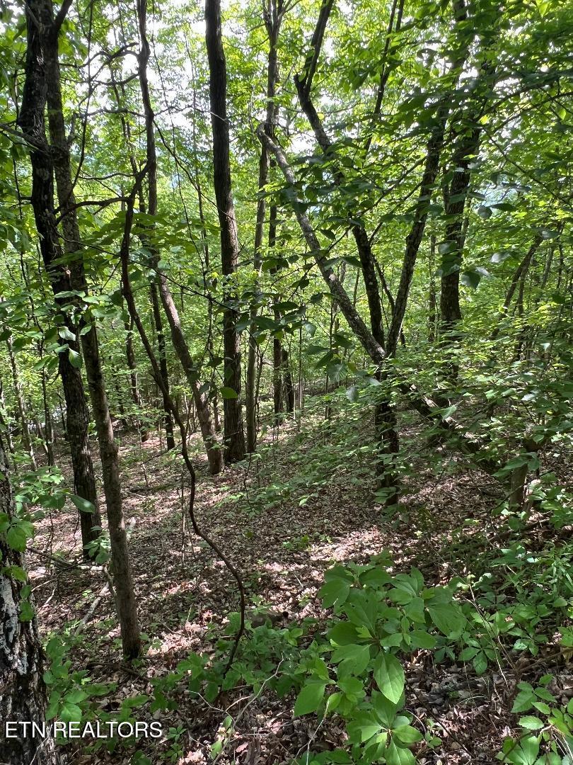 Norris Lake Real Estate - Image# 9