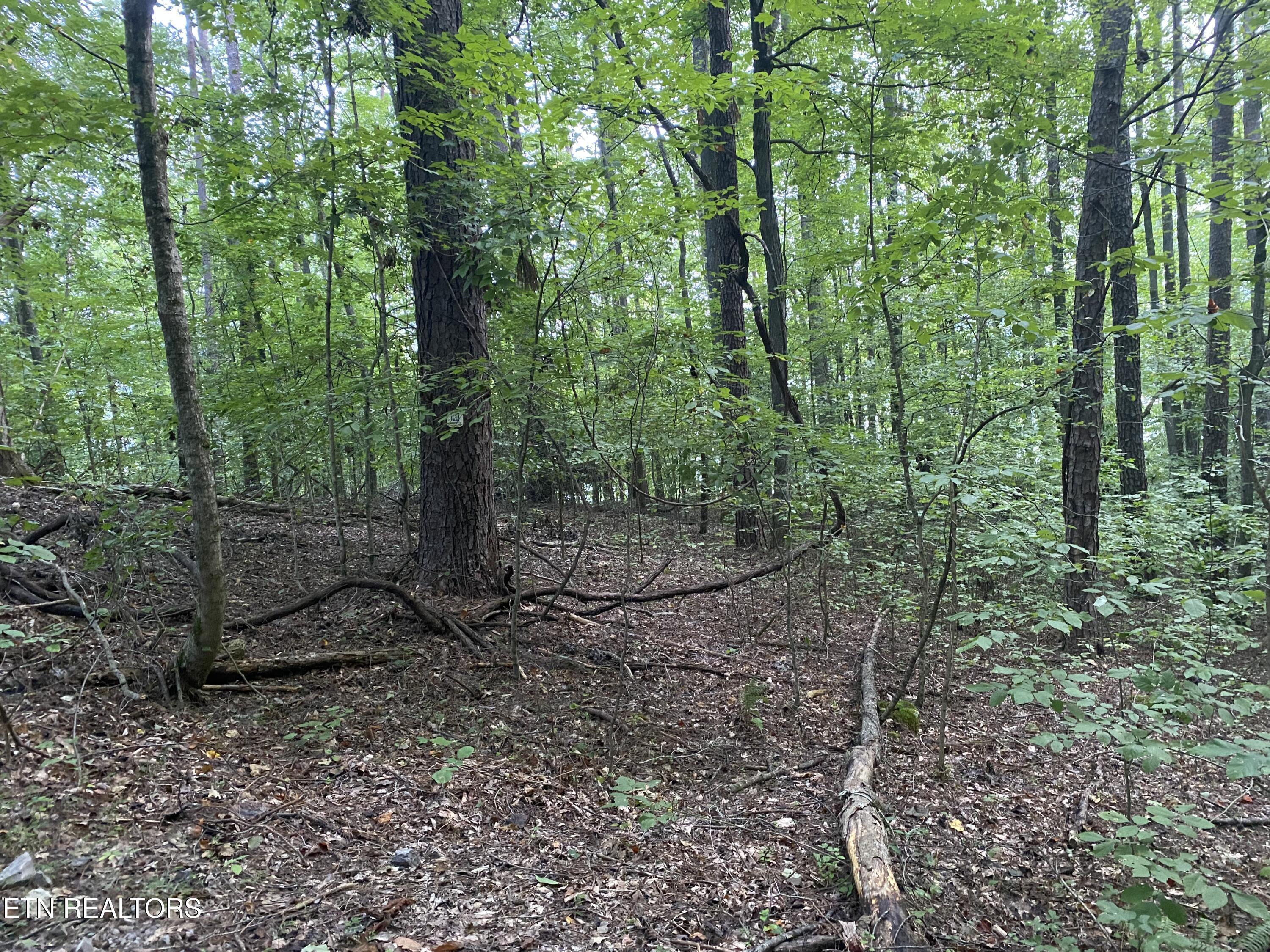 LOT#4,5&6 LAKEWOOD RD, Maynardville, TN - Norris Lake Real Estate - Image# 10