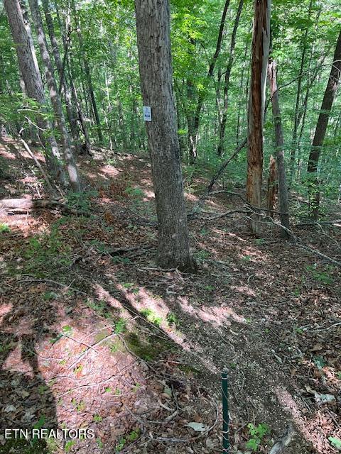 Norris Lake Real Estate - Image# 7