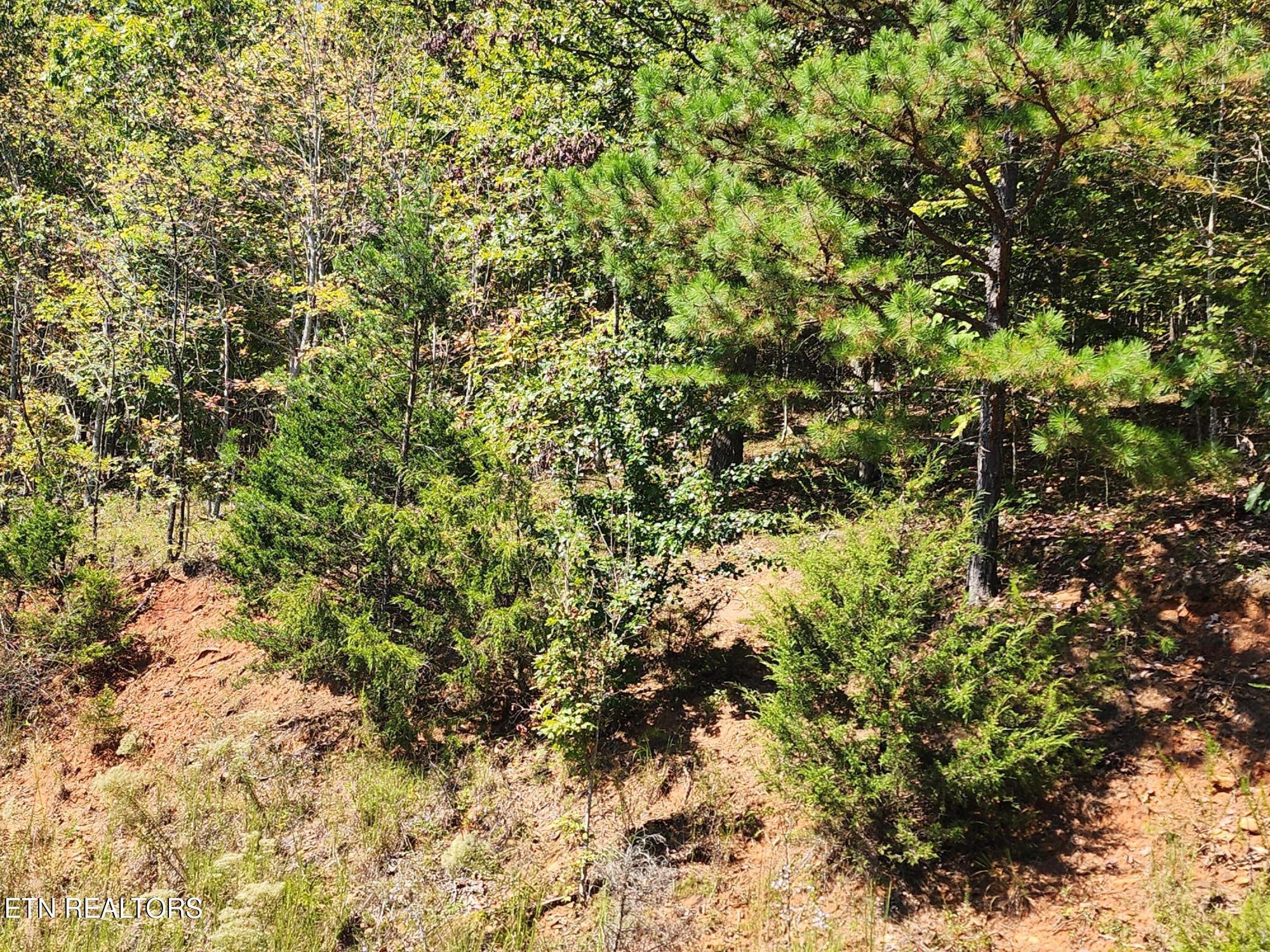 lot 609 Chimney Rock Rd, New Tazewell, TN - Norris Lake Real Estate - Image# 7