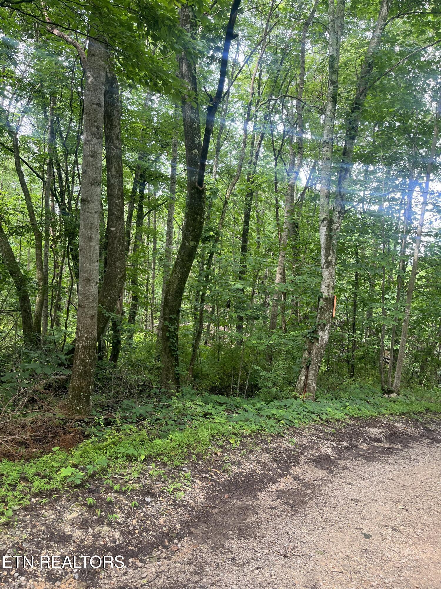 Norris Lake Real Estate - Image# 12