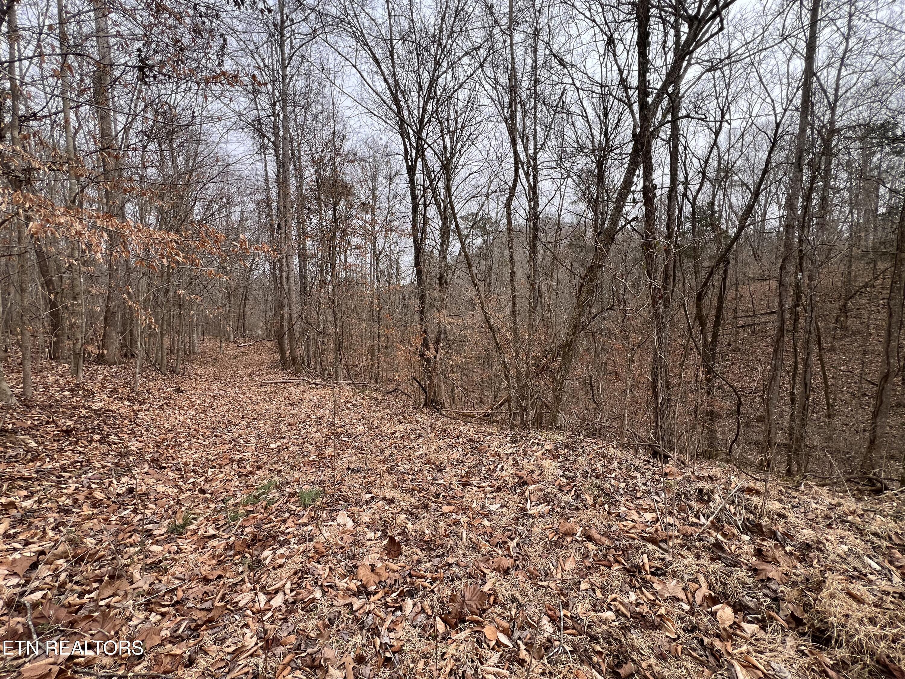 Norris Lake Real Estate - Image# 20