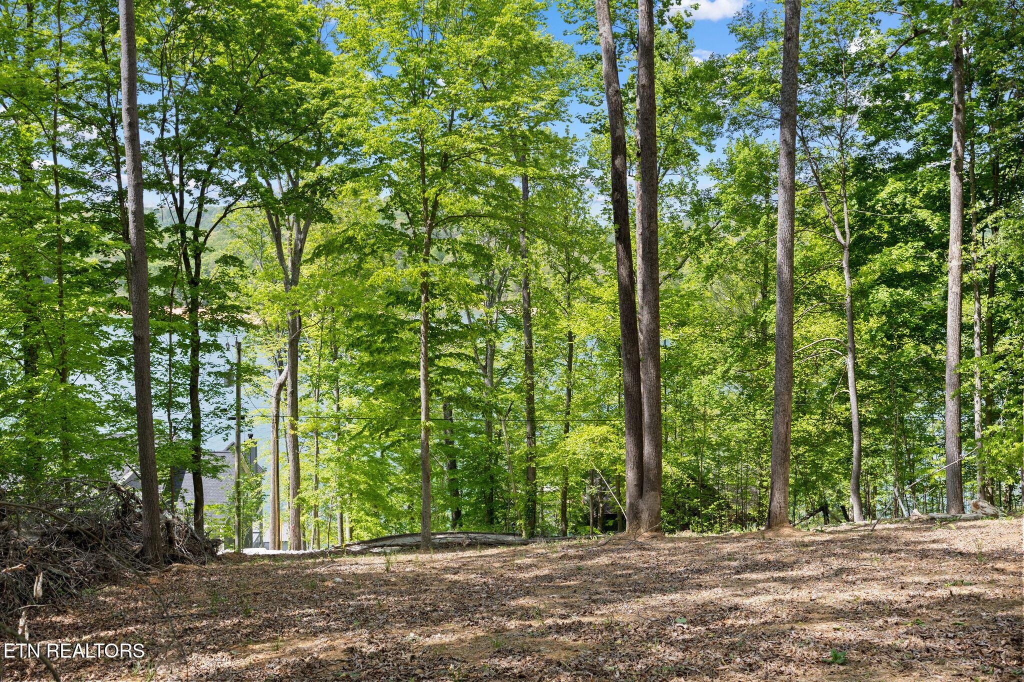 Norris Lake Real Estate - Image# 11