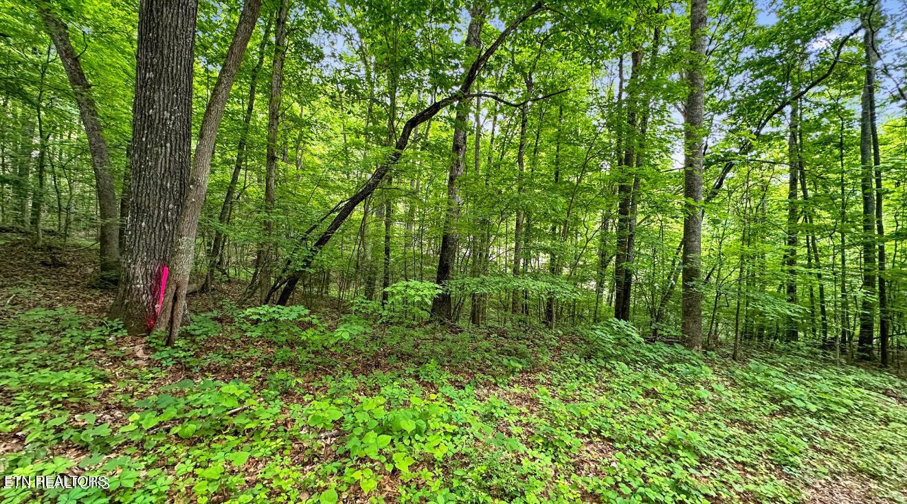 Graves Hollow lot 2 Rd, Maynardville, TN - Norris Lake Real Estate - Image# 1