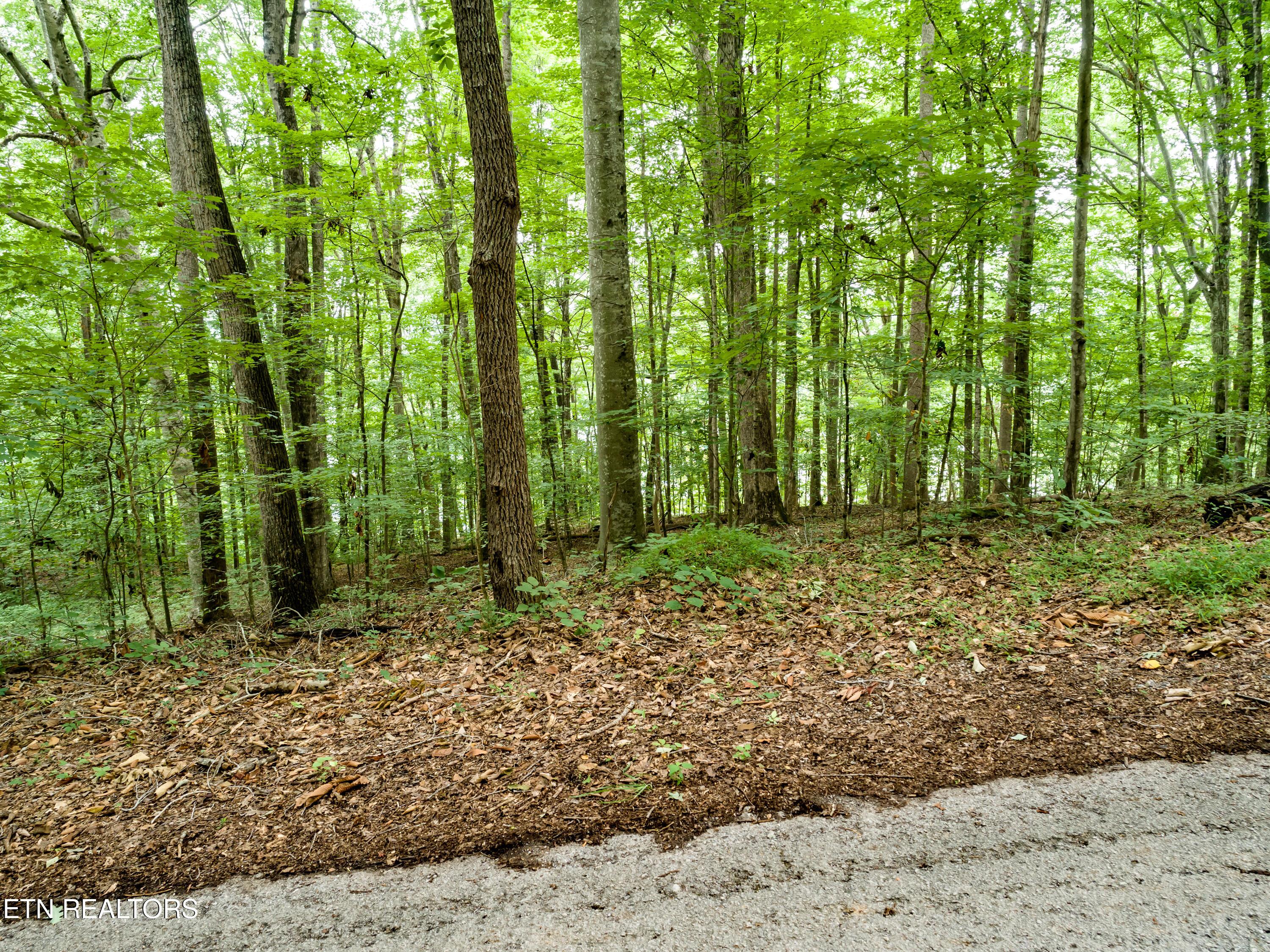 Lot 17 Tumbling Run Rd, Maynardville, TN - Norris Lake Real Estate - Image# 9