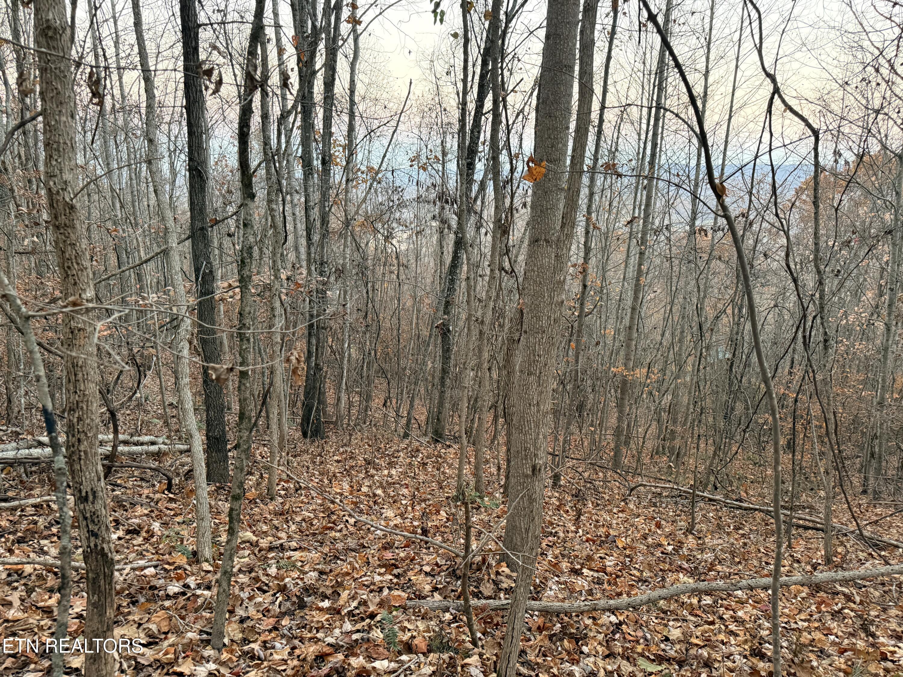 Lot 214 Clinch View Rd, New Tazewell, TN - Norris Lake Real Estate - Image# 7