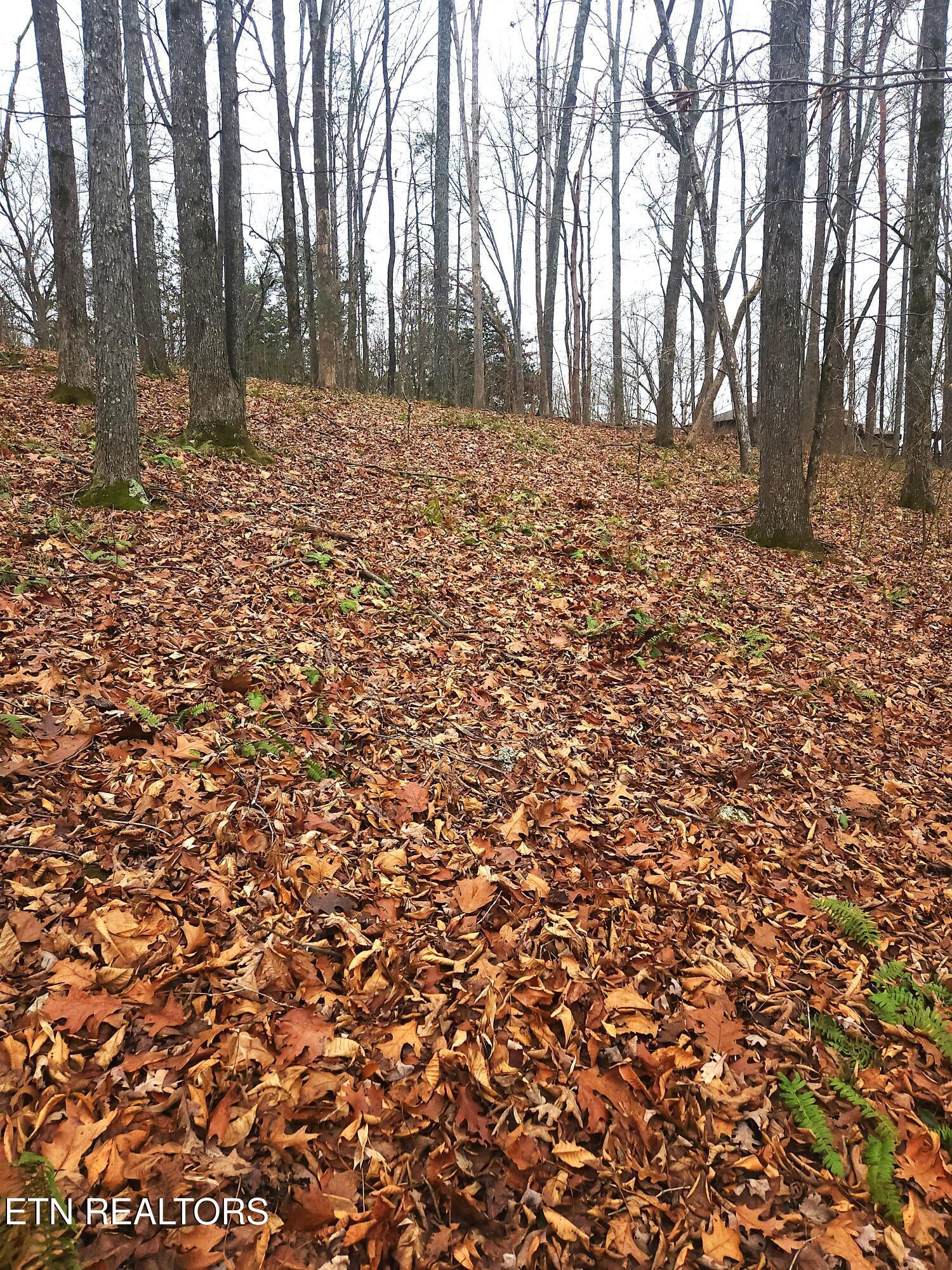 lot 21 Deer Run Point, Lafollette, TN - Norris Lake Real Estate - Image# 8