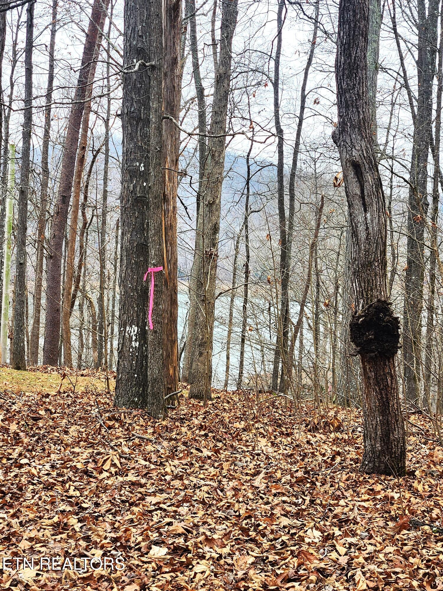 lot 21 Deer Run Point, Lafollette, TN - Norris Lake Real Estate - Image# 5