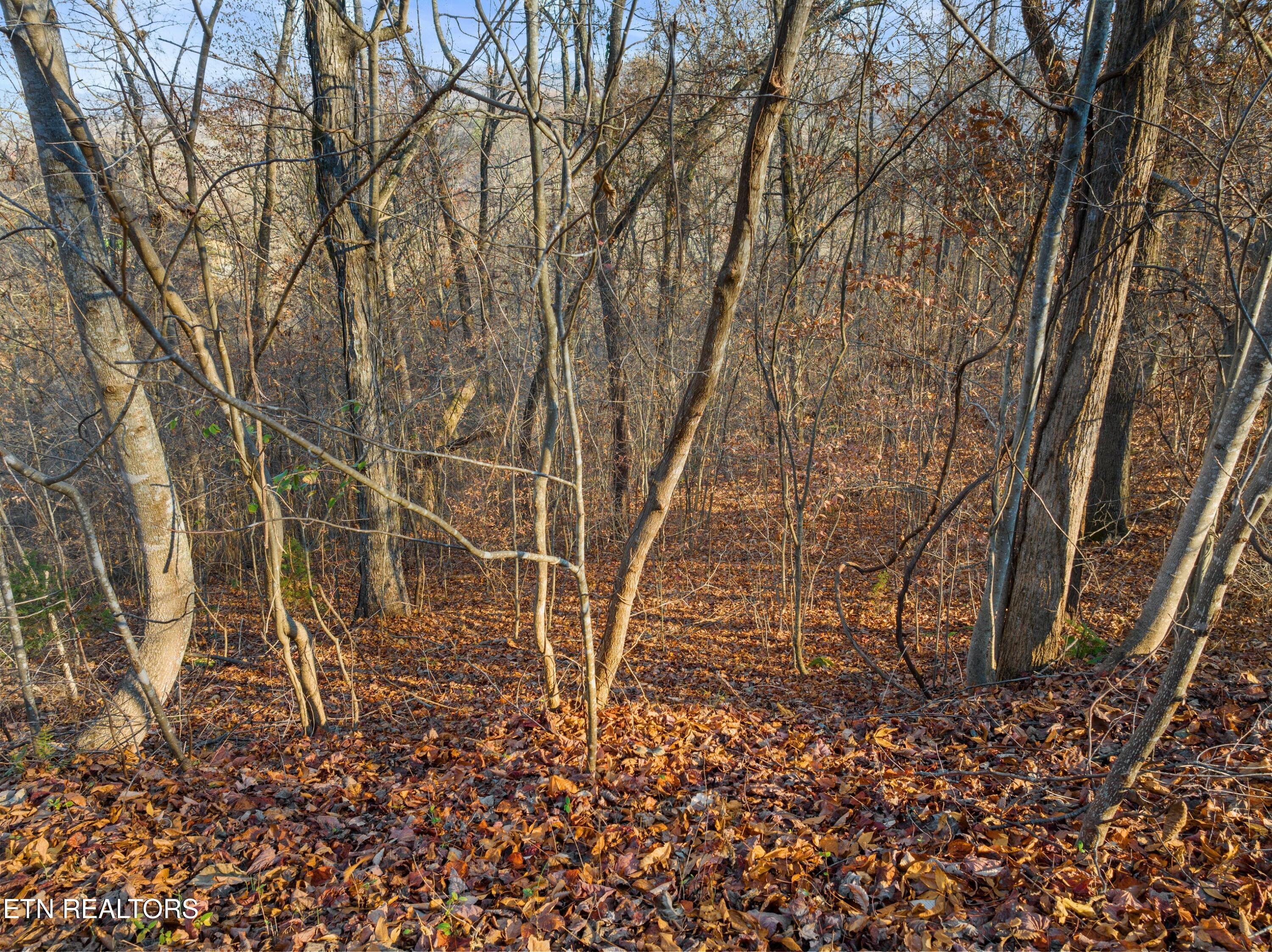 527 & 528 Garnet Tr, New Tazewell, TN - Norris Lake Real Estate - Image# 7