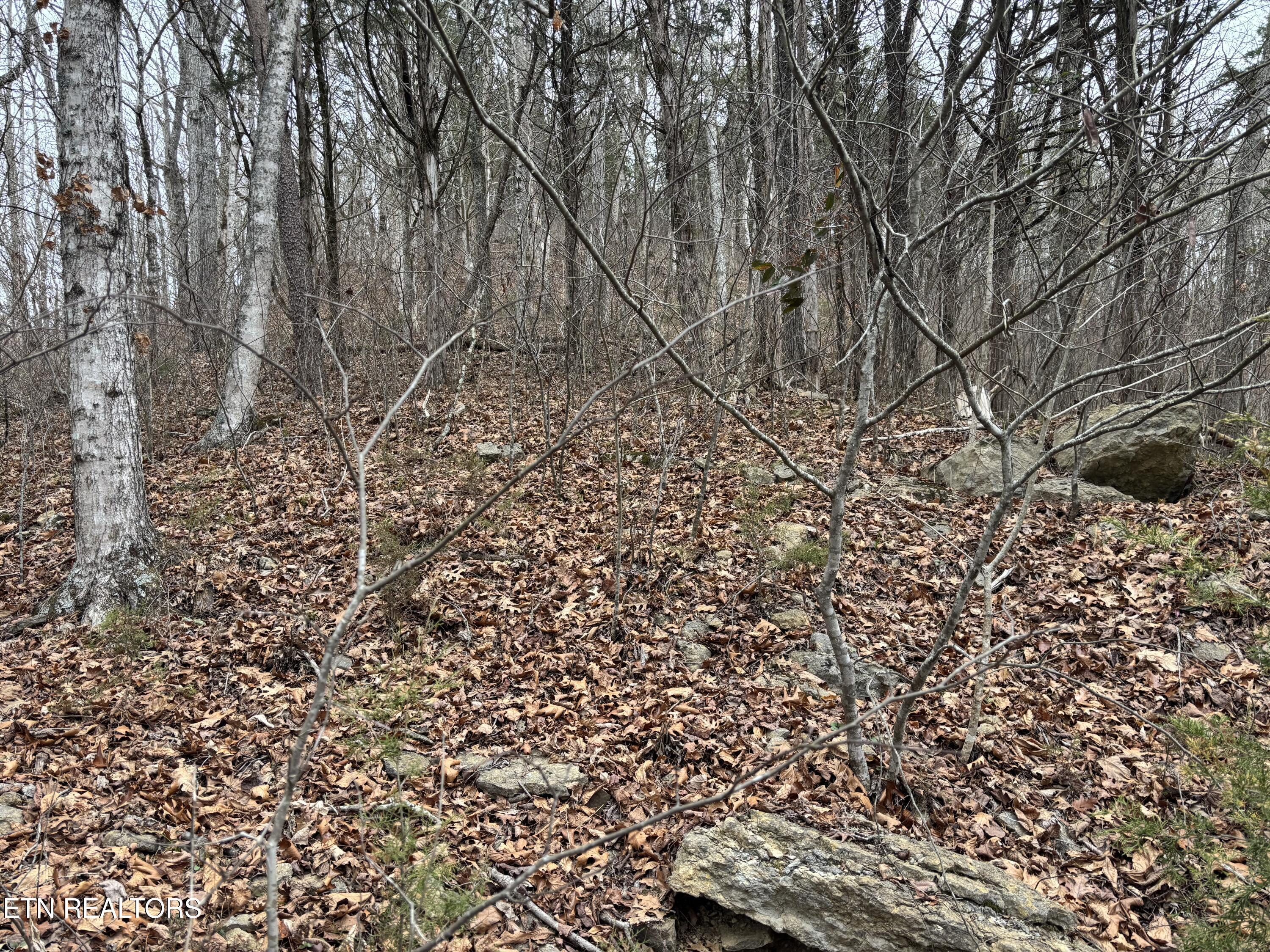 Norris Lake Real Estate - Image# 4