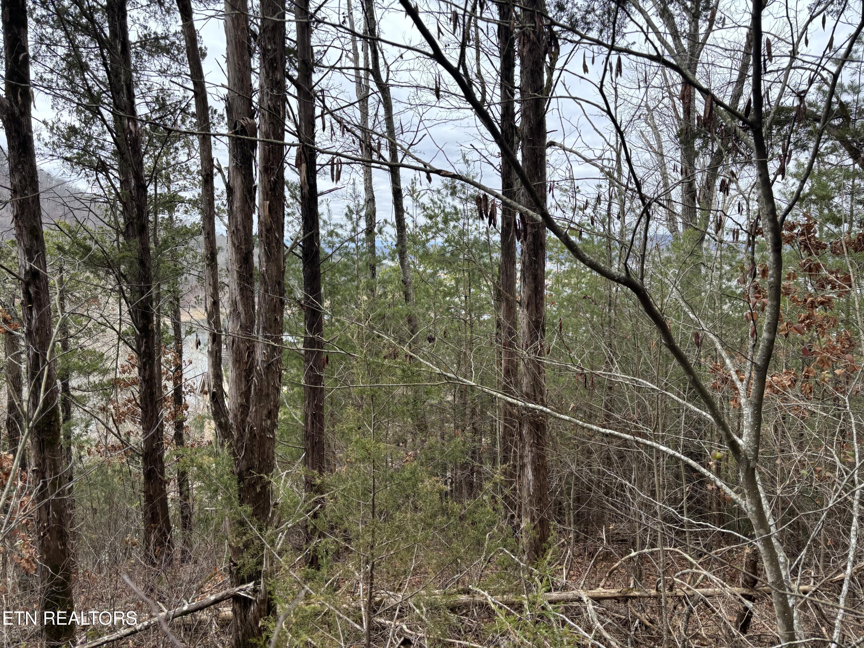 Norris Lake Real Estate - Image# 5