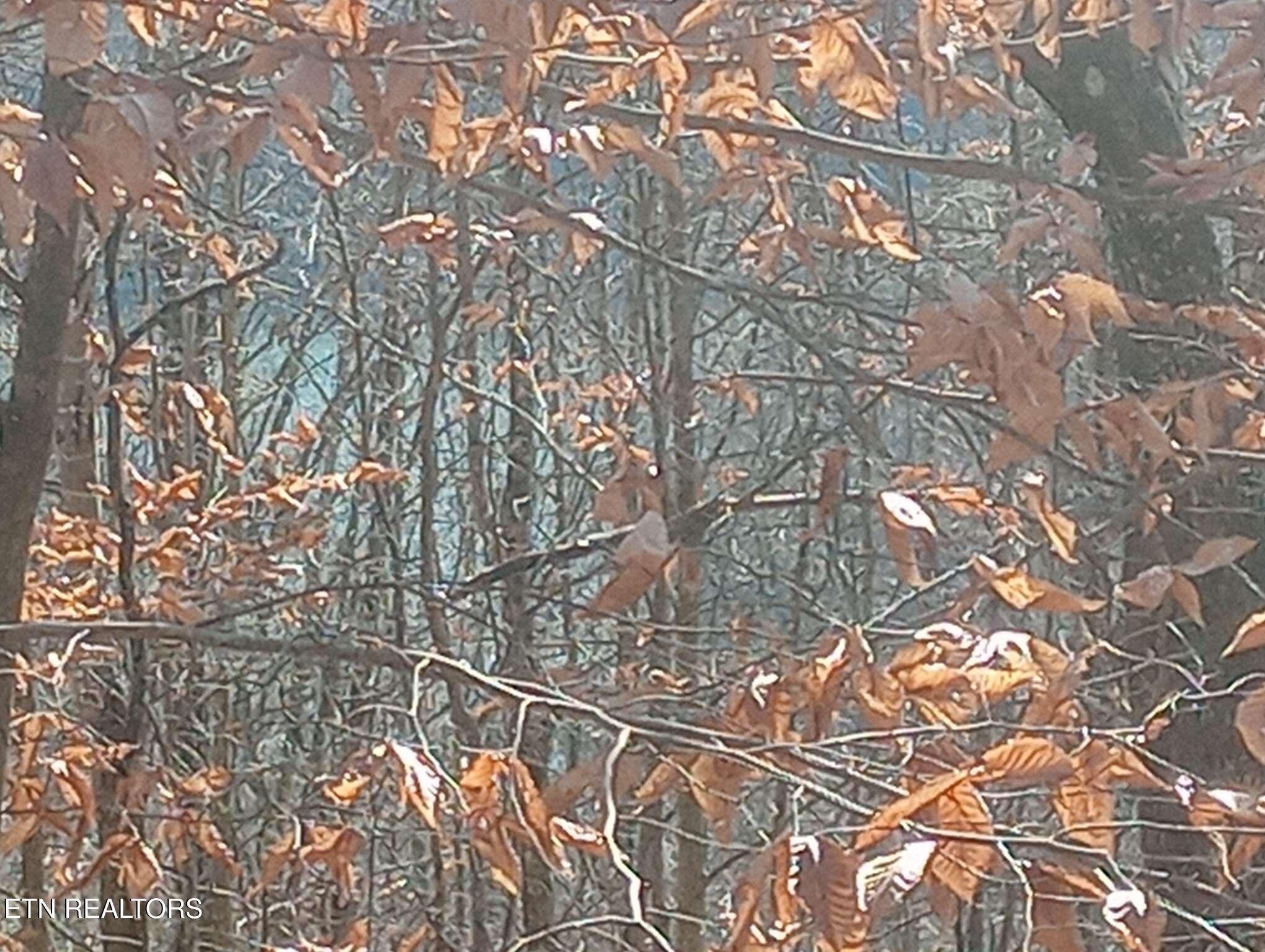 Whistle Valley Rd, New Tazewell, TN - Norris Lake Real Estate - Image# 14