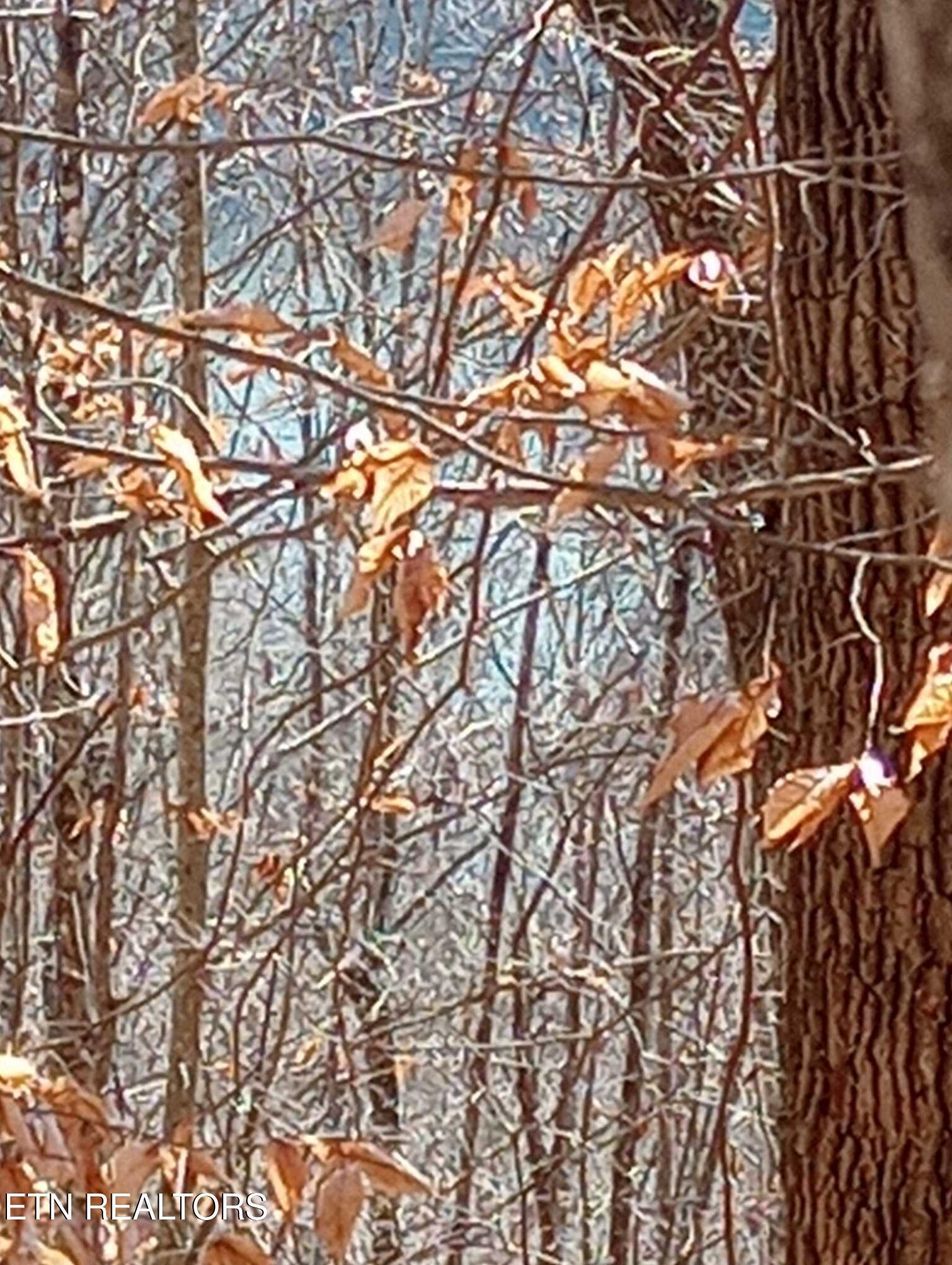 Whistle Valley Rd, New Tazewell, TN - Norris Lake Real Estate - Image# 15