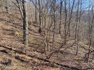 Lot 875 Clear Water Rd, New Tazewell, TN - Norris Lake Real Estate - Image# 11