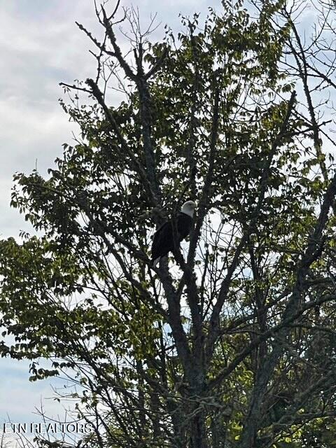 Norris Lake Real Estate - Image# 15