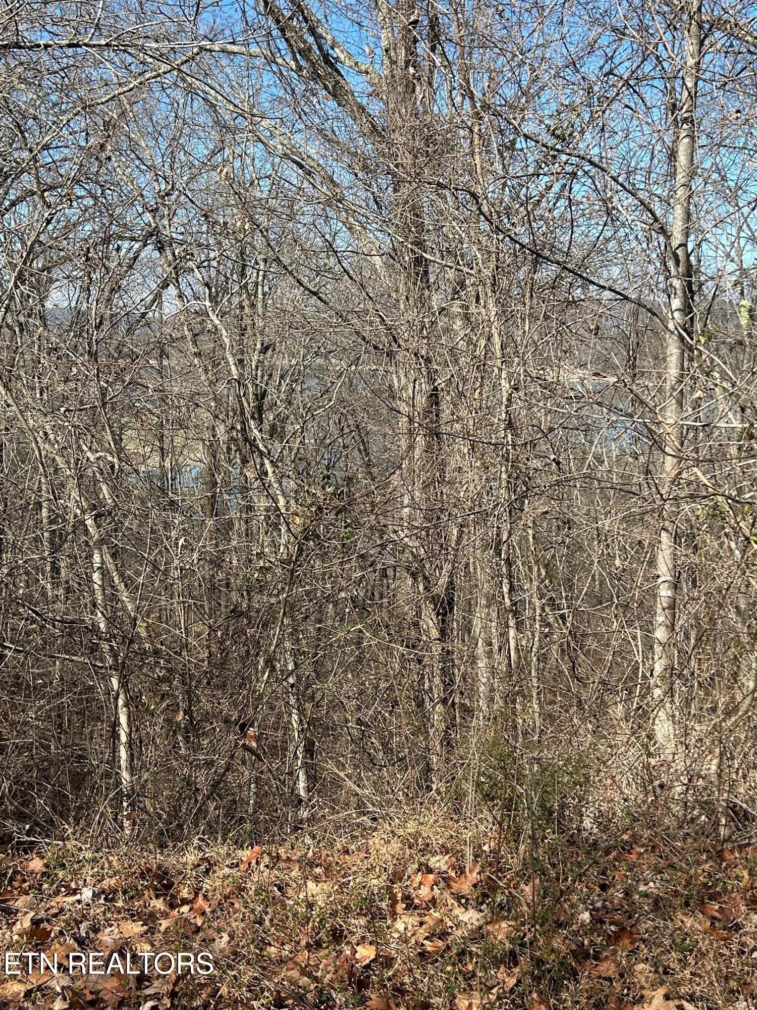 Norris Lake Real Estate - Image# 9