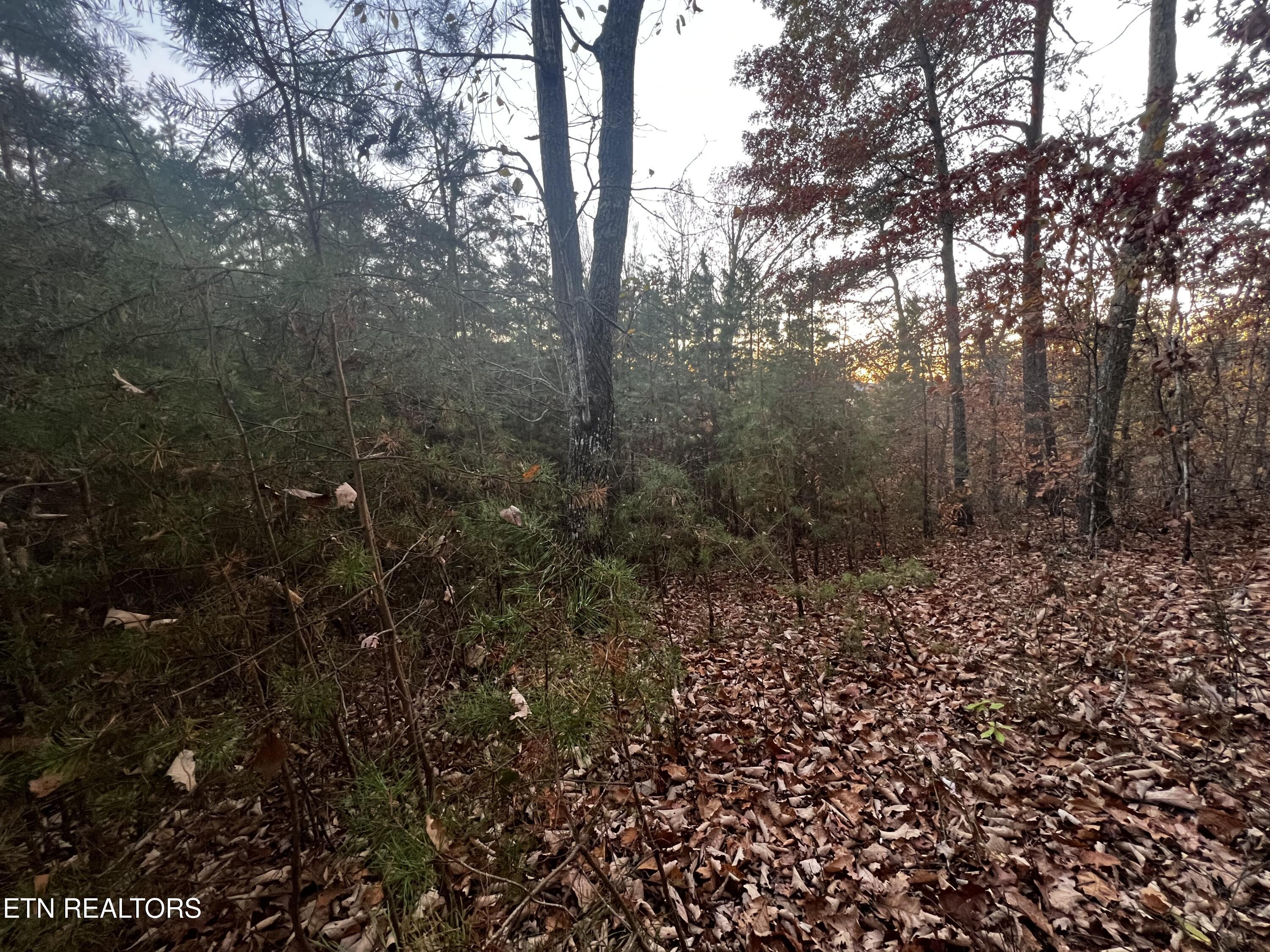 Norris Lake Real Estate - Image# 20